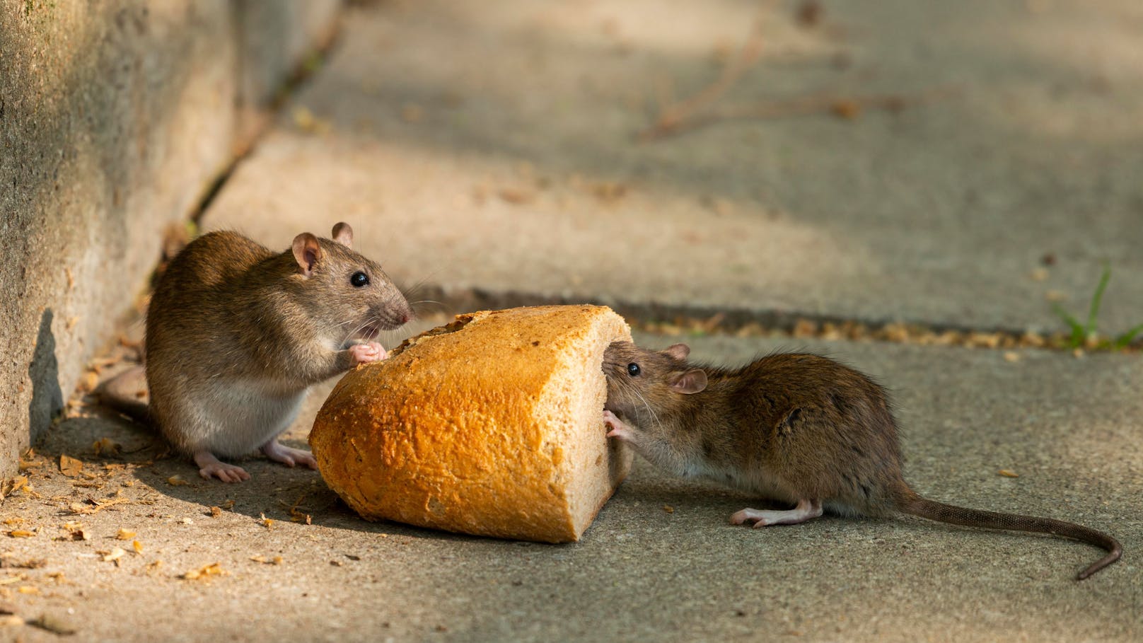 Ratten sind Feinschmecker: Nudeln, gekochter Mais und Rührei ist den Stadtratten am liebsten.