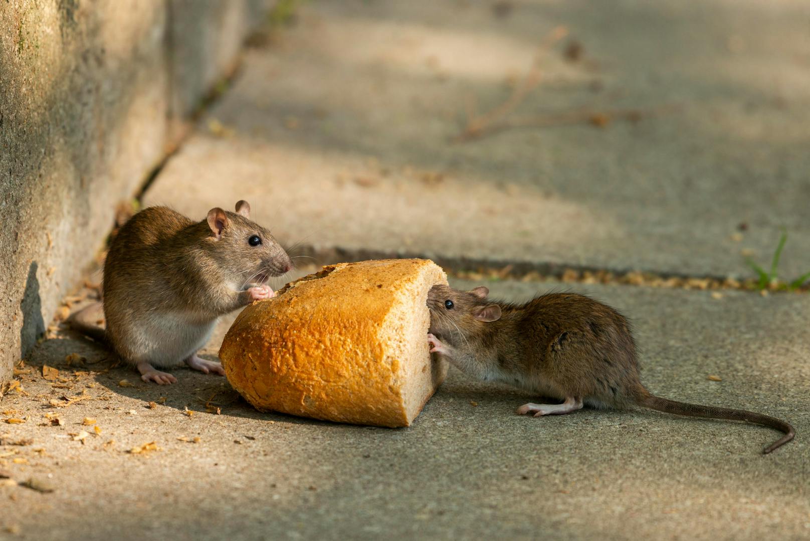 Ratten sind Feinschmecker: Nudeln, gekochter Mais und Rührei ist den Stadtratten am liebsten.