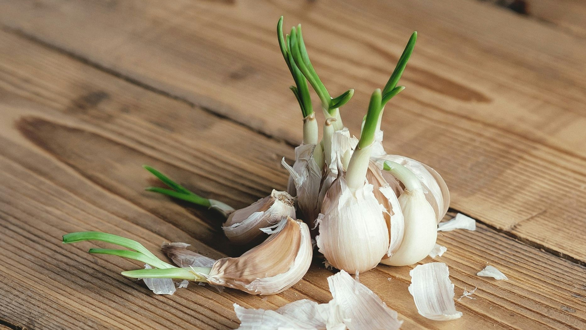 Broken non-fresh garlic with green germ sprout on wooden table. Even and odd number of bulbs in garlic.