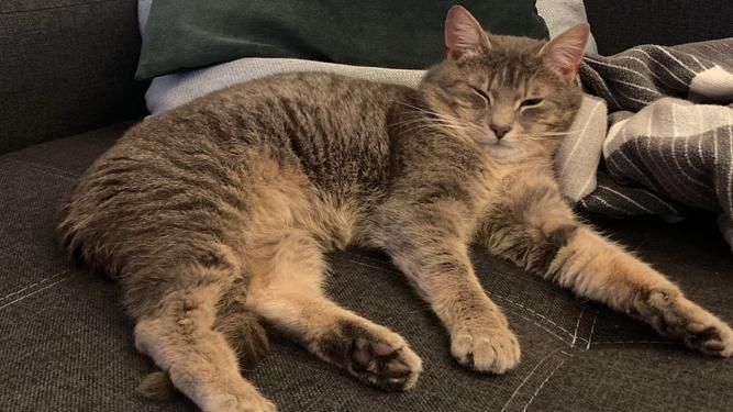 Der hübsche "Rudi" ist dank Chip wieder zu Hause. 