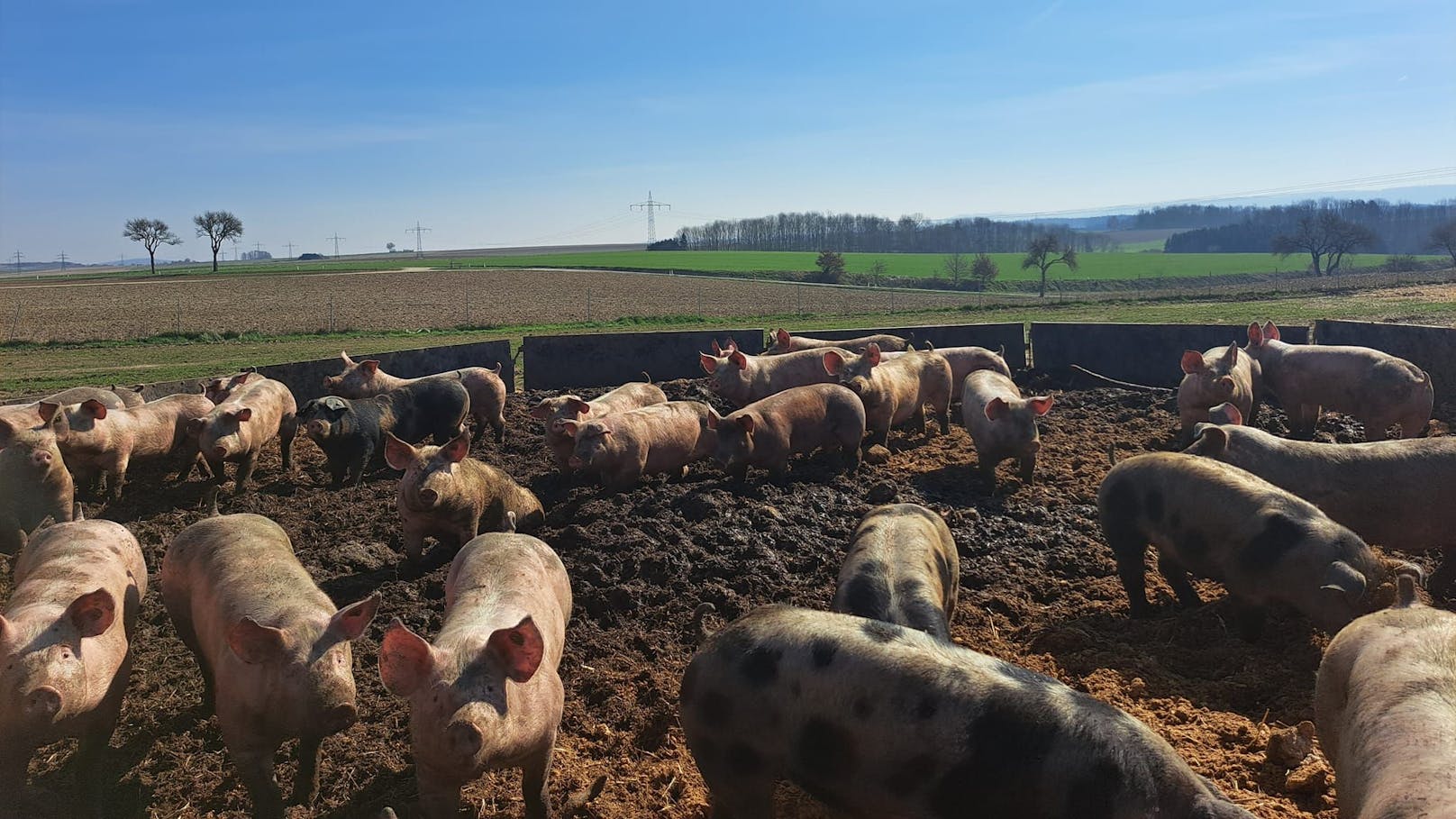Schweine-Freihaltung – Bauer muss 5.500 € Strafe zahlen
