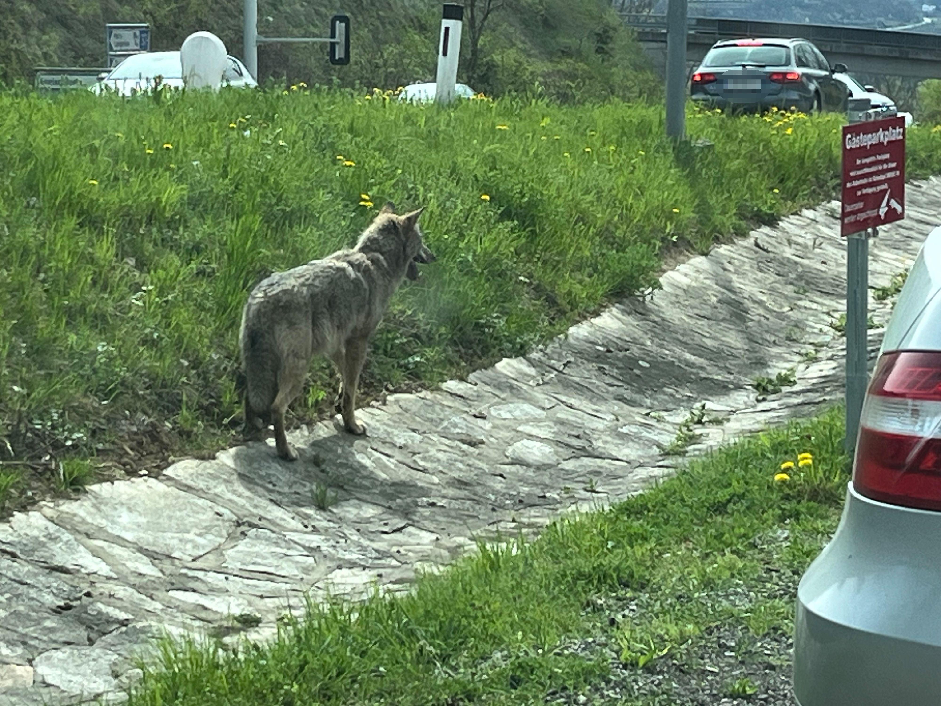 Wolf in Krems gesichtet