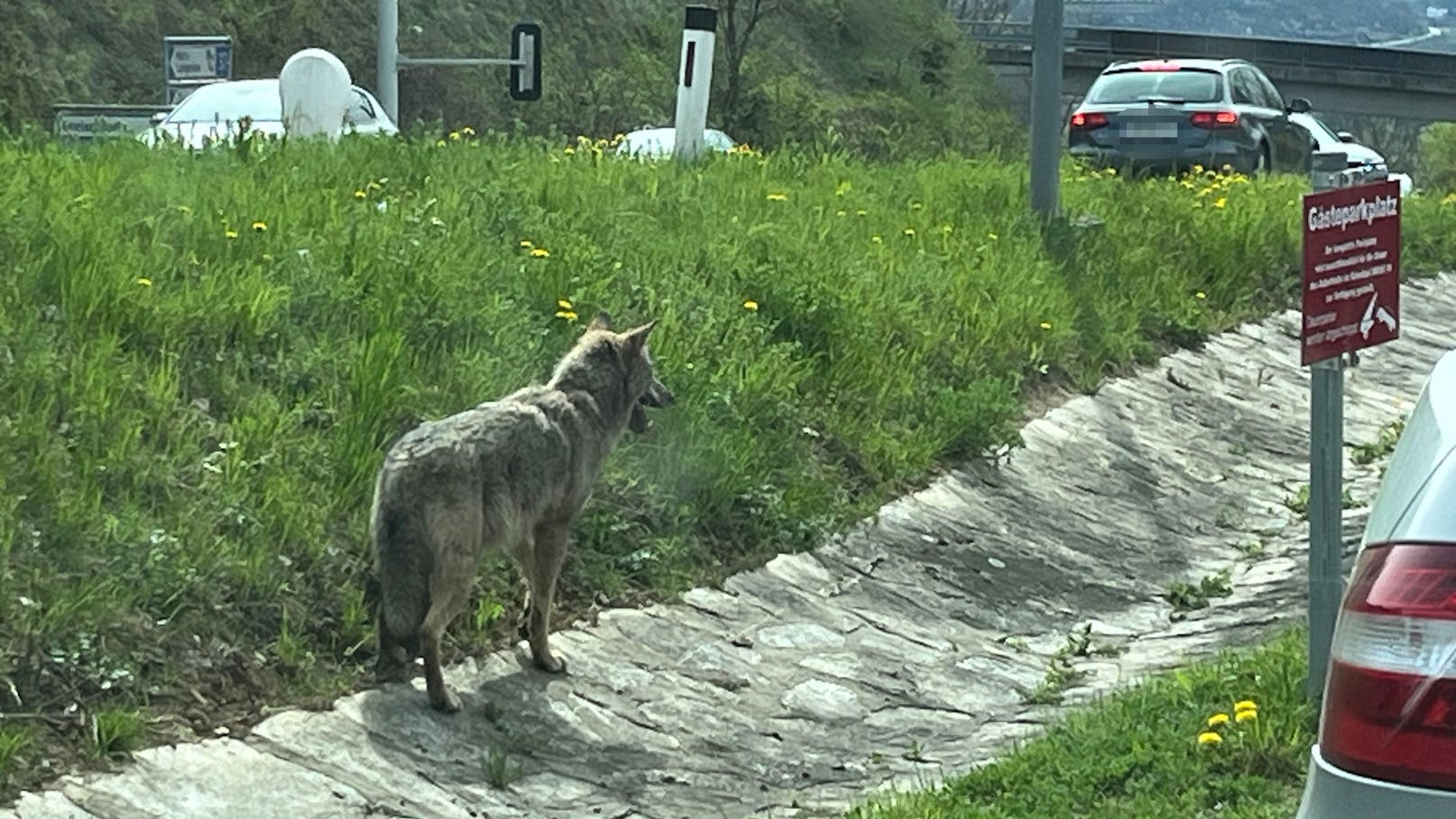 Keine Scheu! Wolf kurz vor Toren von Schulstadt Krems