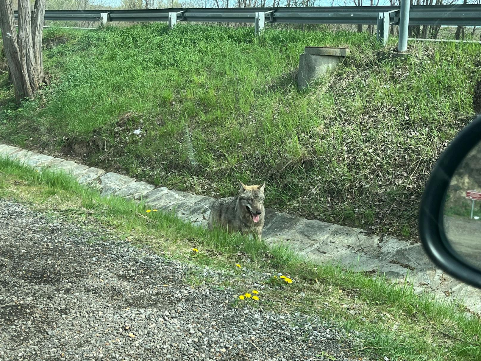 Vor ein paar Tagen tauchte ein Wolf im Bezirk Krems auf.