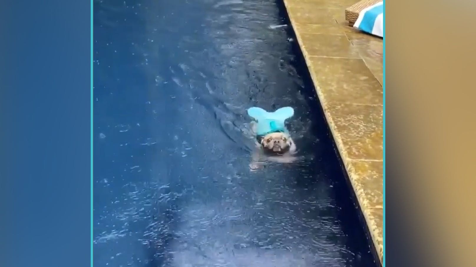Nichtschwimmer-Hund paddelt als "Arielle" auf Instagram