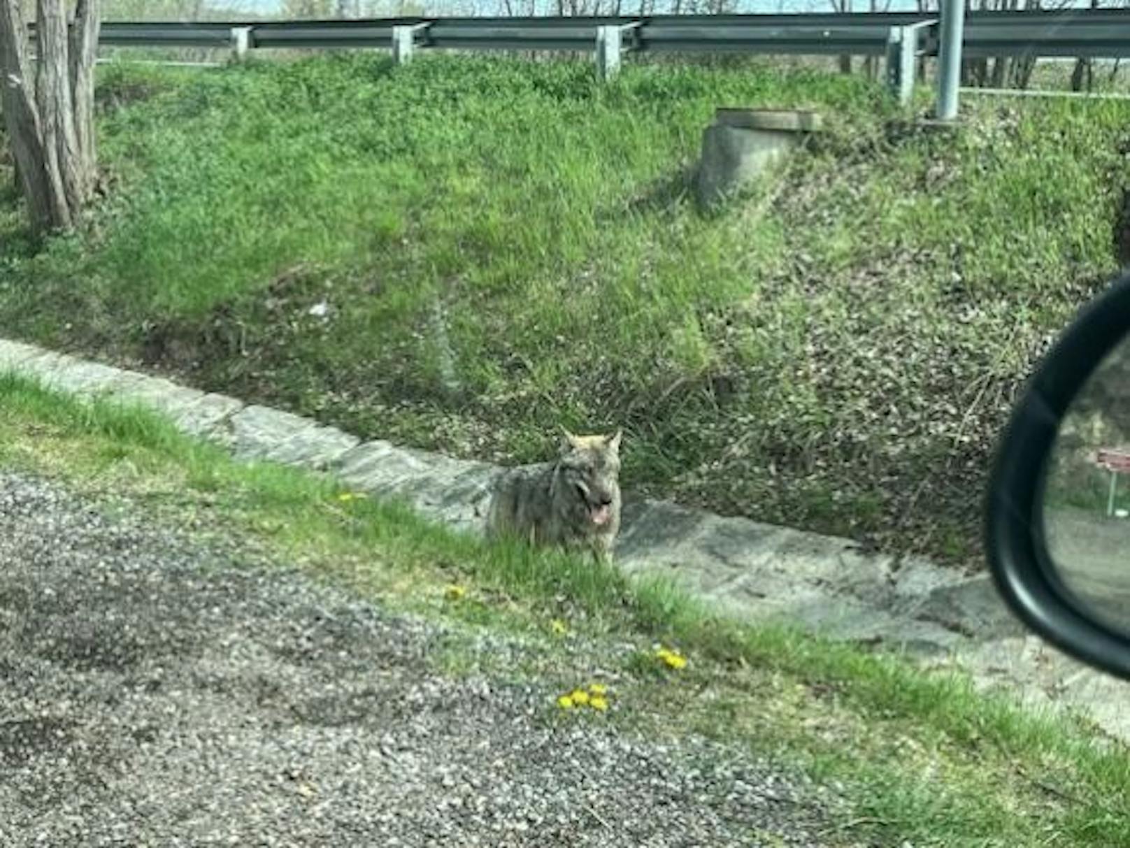 Aufregung nach Wolfsichtung