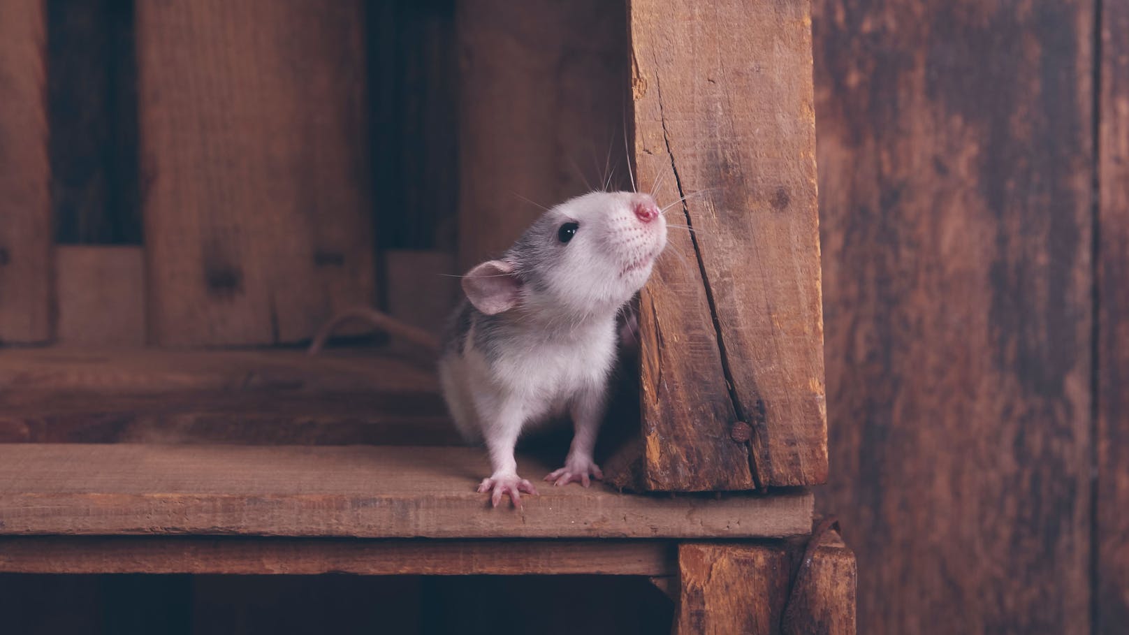 Ratten sind empathisch und "lachen", wenn man sie kitzelt. 