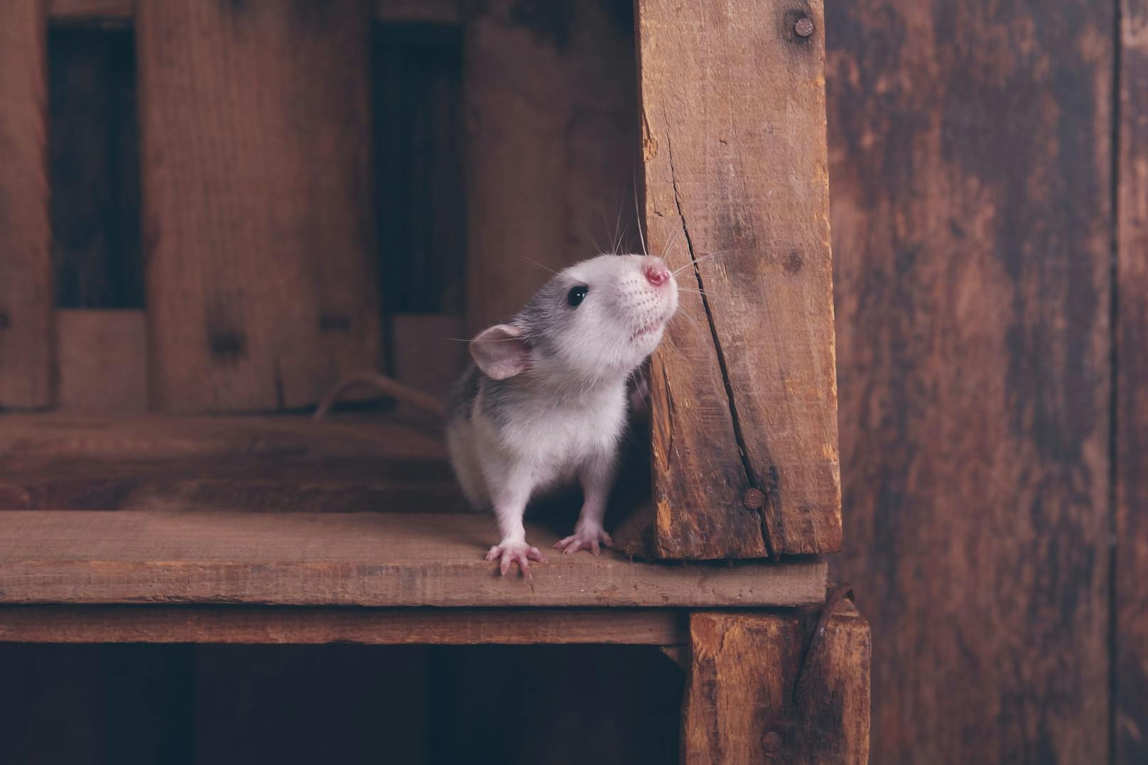 Ratten sind empathisch und "lachen", wenn man sie kitzelt. 