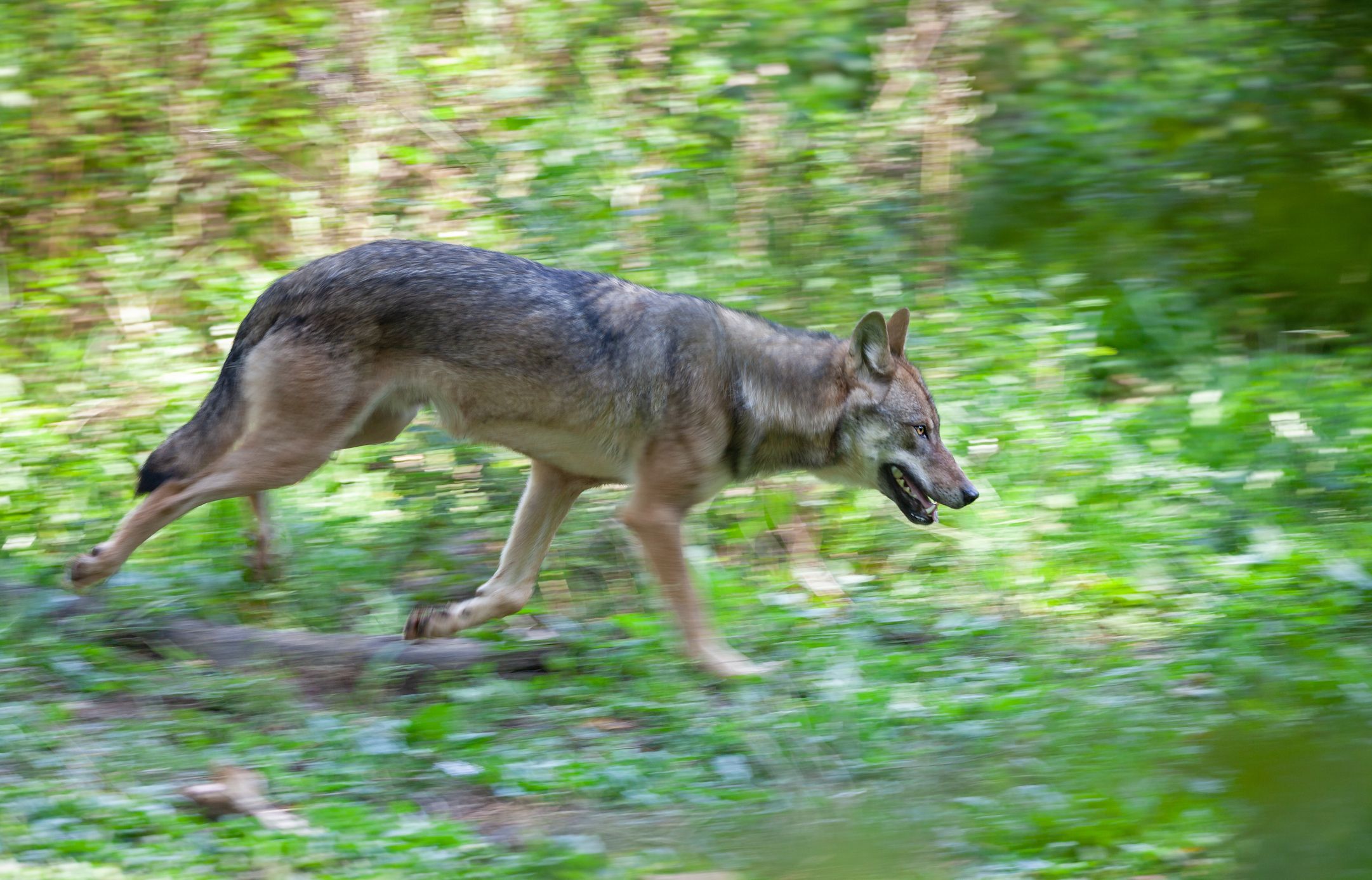 Die beiden Wölfe wurden zum Abschuss freigegeben.&nbsp; (Symbolbild).
