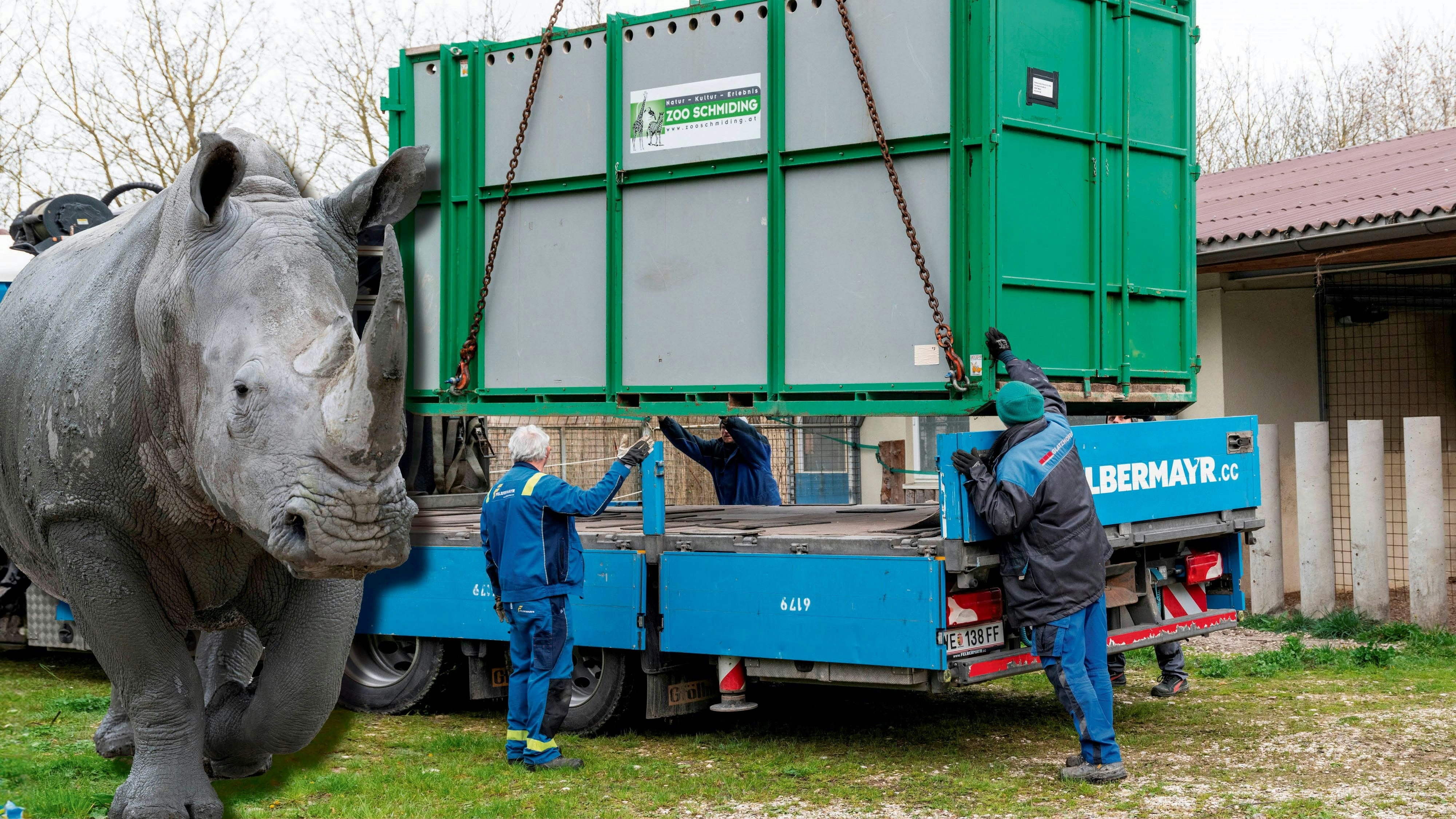 Heute.at - Tierische Reise – Nashorn Malou jetzt in Frankreich