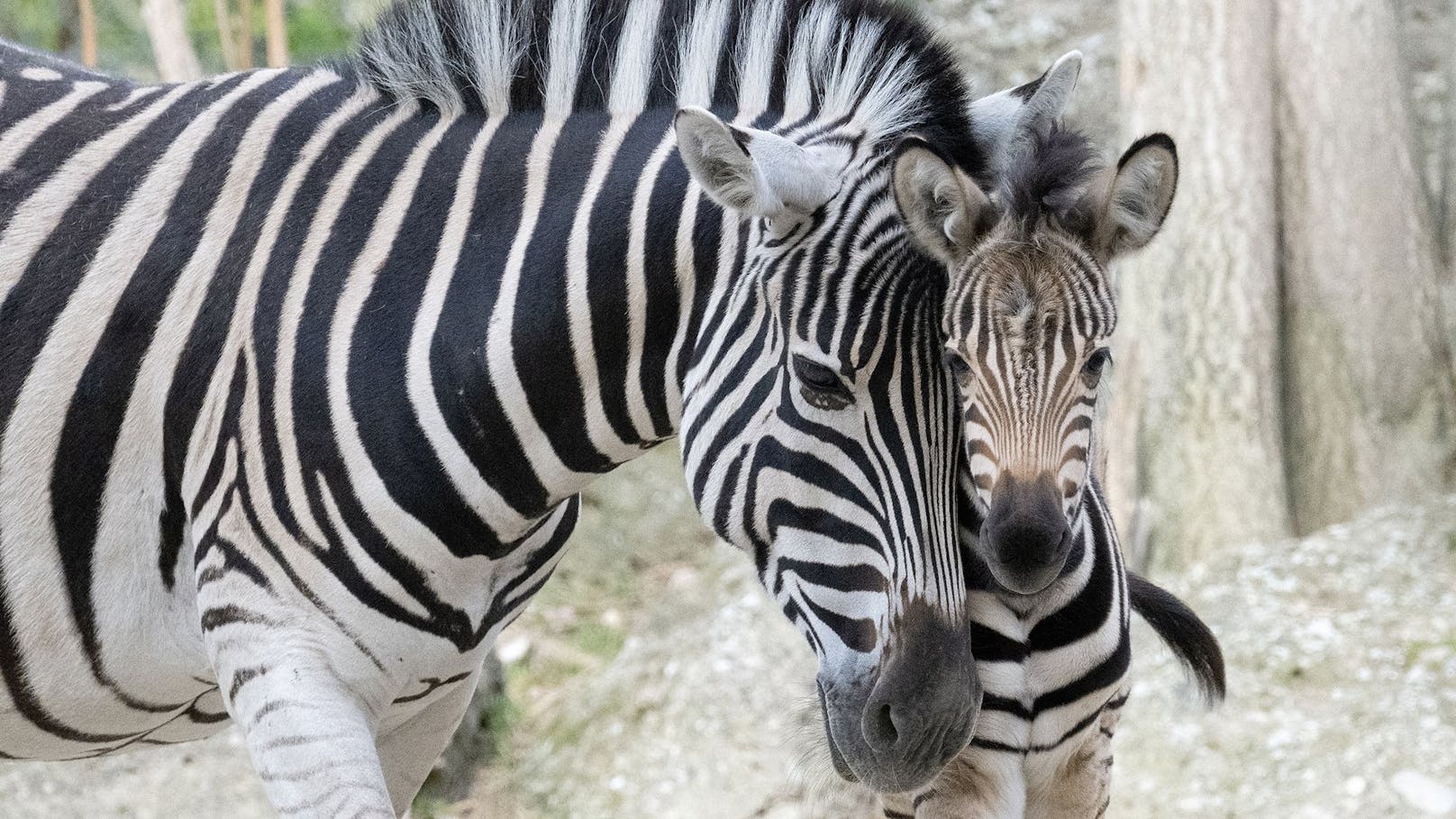 Gleich zwei Zebra-Fohlen entzücken in Schönbrunn