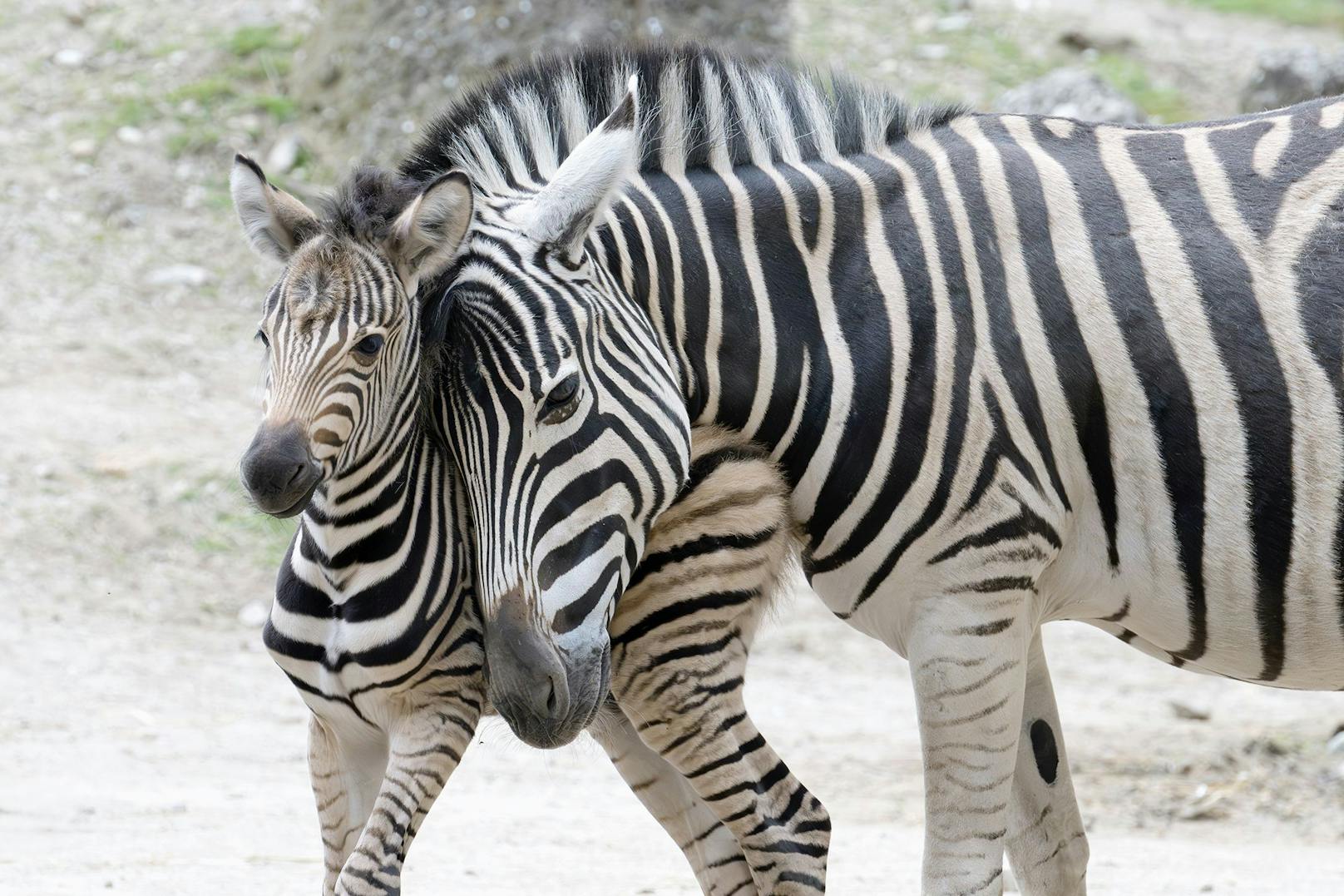 In den Nächten vom 22. und 27. März kamen jeweils ein Fohlen der Burchell-Zebras im Tiergarten Schönbrunn zur Welt.&nbsp;