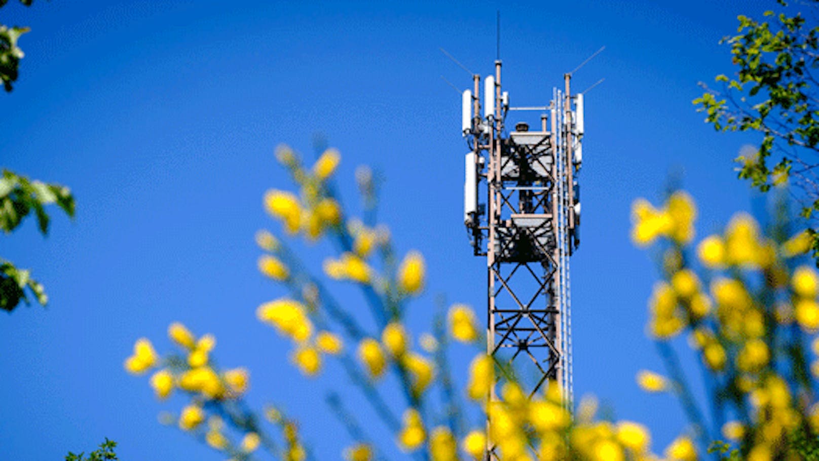 Magenta Telekom zahlt über 10 Millionen Euro für den Erwerb von Mobilfunkfrequenzen. 