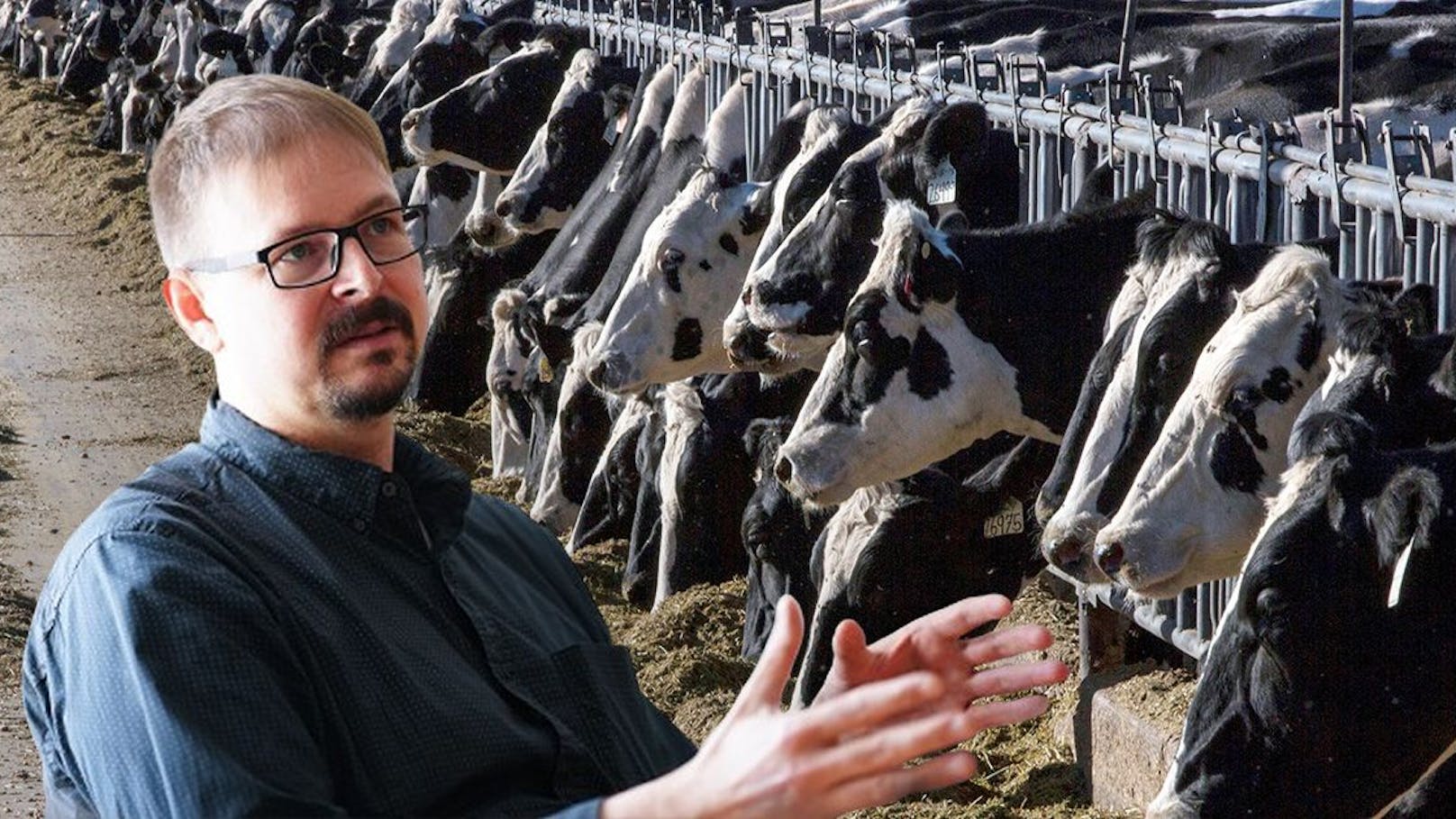 Vogelgrippe–Experte warnt vor infizierten Kühen bei uns