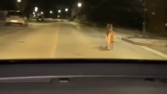 "Vallah Billah!" – Nächster Wolf in NÖ gesichtet