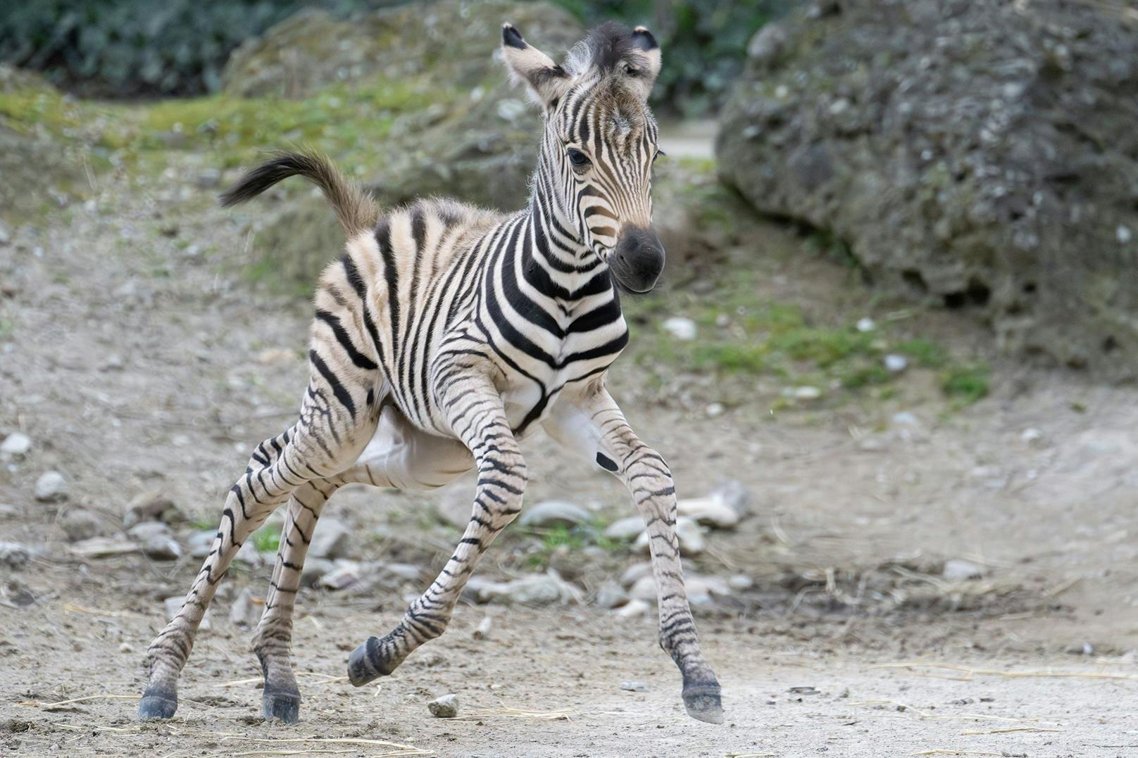 Die kleine Zebras sind noch ziemlich tollpatschig unterwegs, können aber sofort nach der Geburt stehen und laufen.&nbsp;