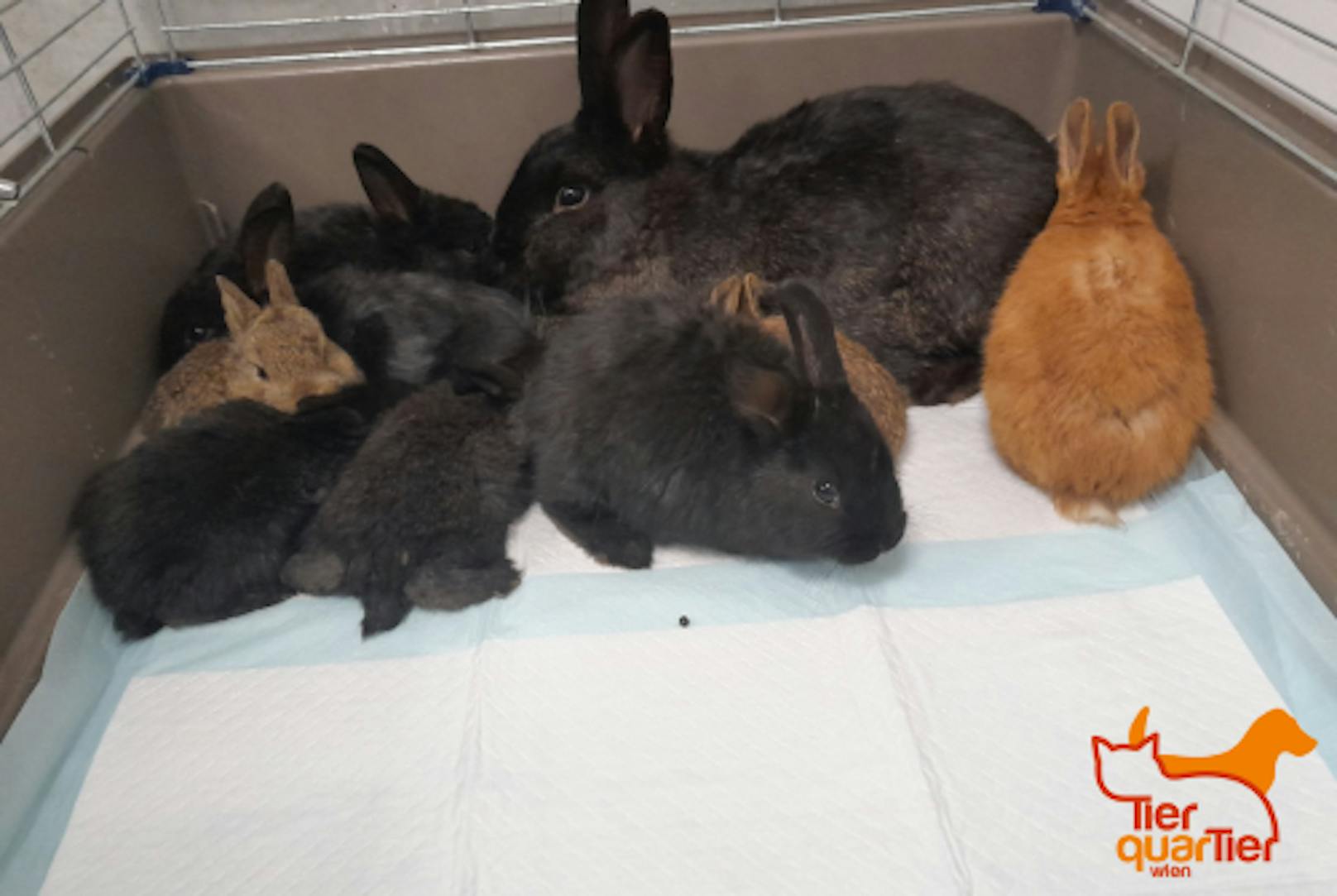 In Ottakring wurde gleich eine ganze Kaninchenfamilie ausgesetzt. 