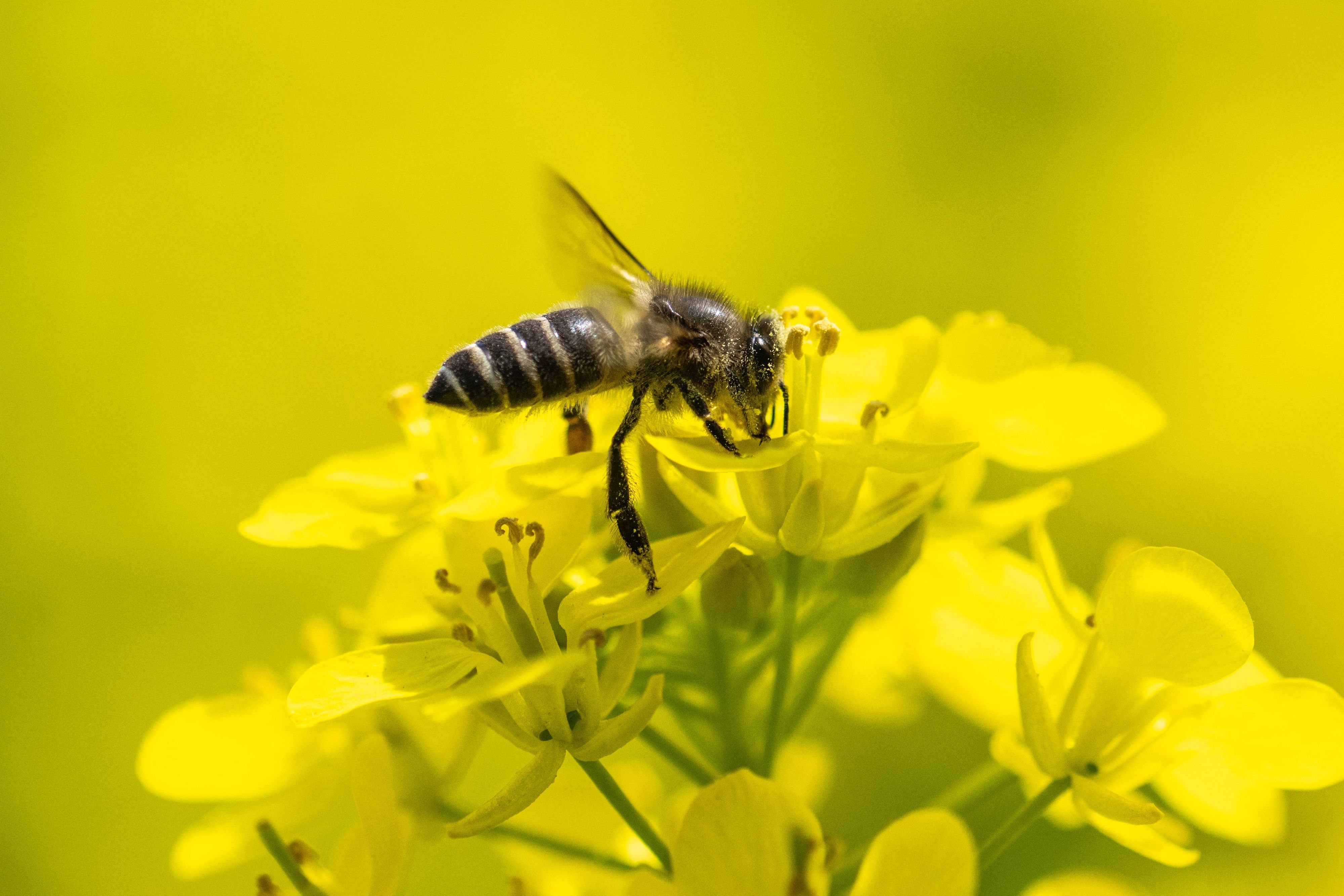 Die fleißigen Bienchen sind natürlich im Garten herzlich willkommen.