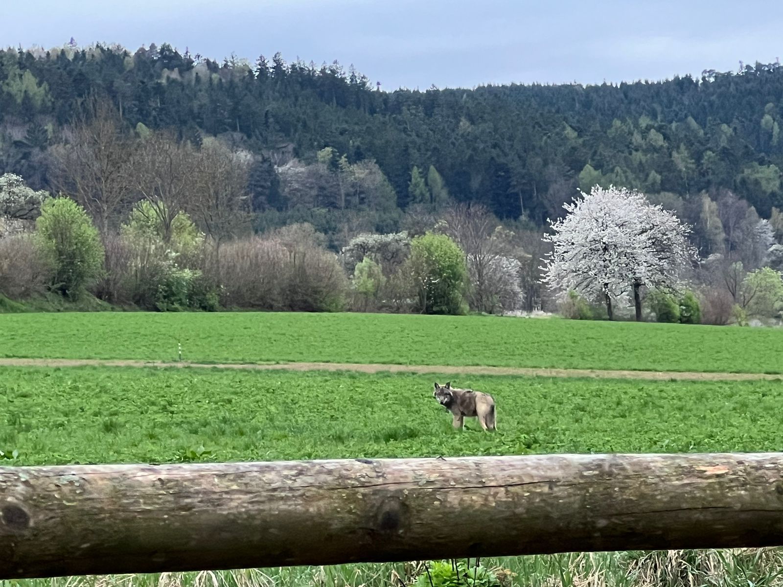 In den frühen Morgenstunden entdeckte der kleine Sohn der Familie das Tier.