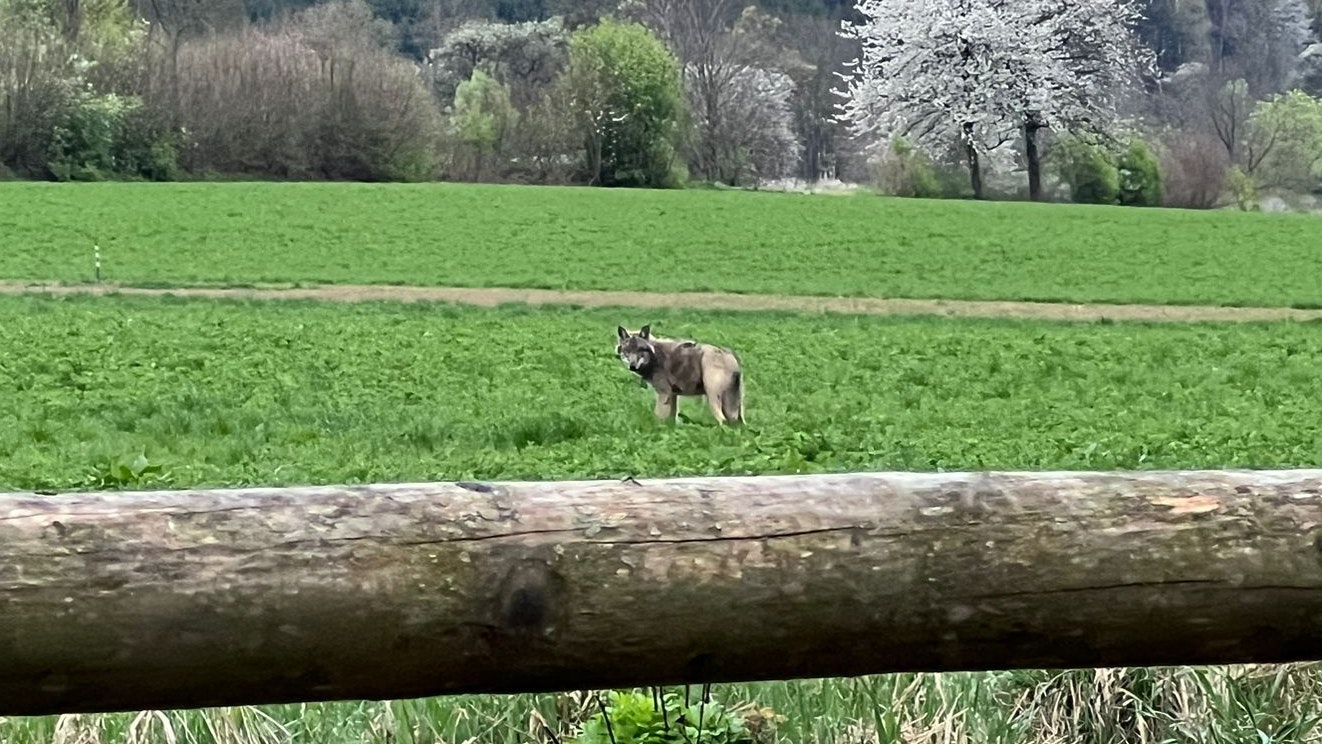 Heute.at - Familie in Angst: Wolf tauchte bei unserem Hof auf
