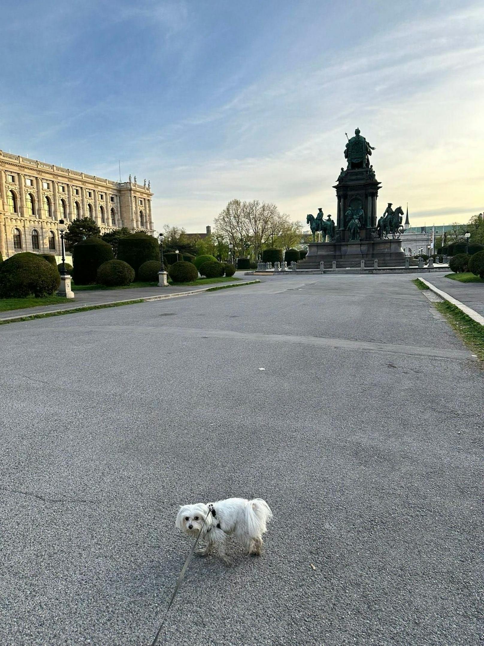 Der Maria-Theresien-Platz nach der Putz-Aktion