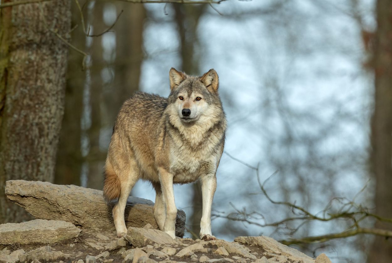 In der Schweiz zeigte ein Wolf vor Menschen keine Scheu – er wurde erschossen (Symbolbild).