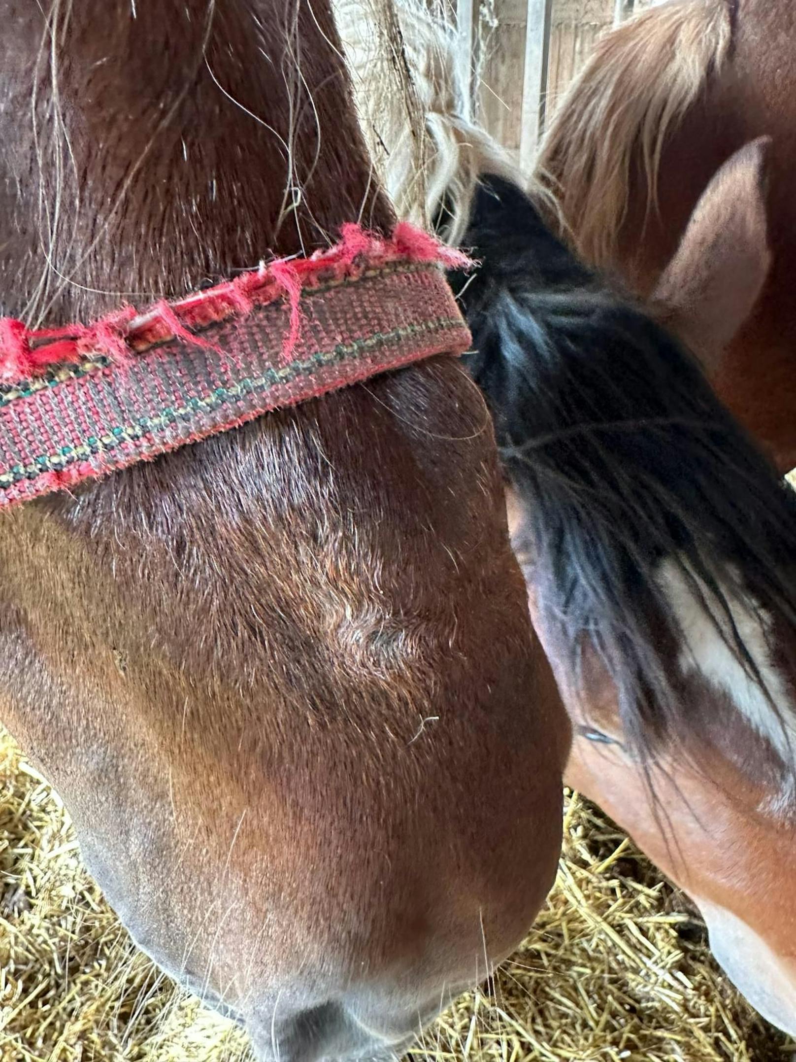 Alle Pferde sollen akute Schmerzen haben, Verletzungen aufweisen und unter diversen Krankheiten leiden.