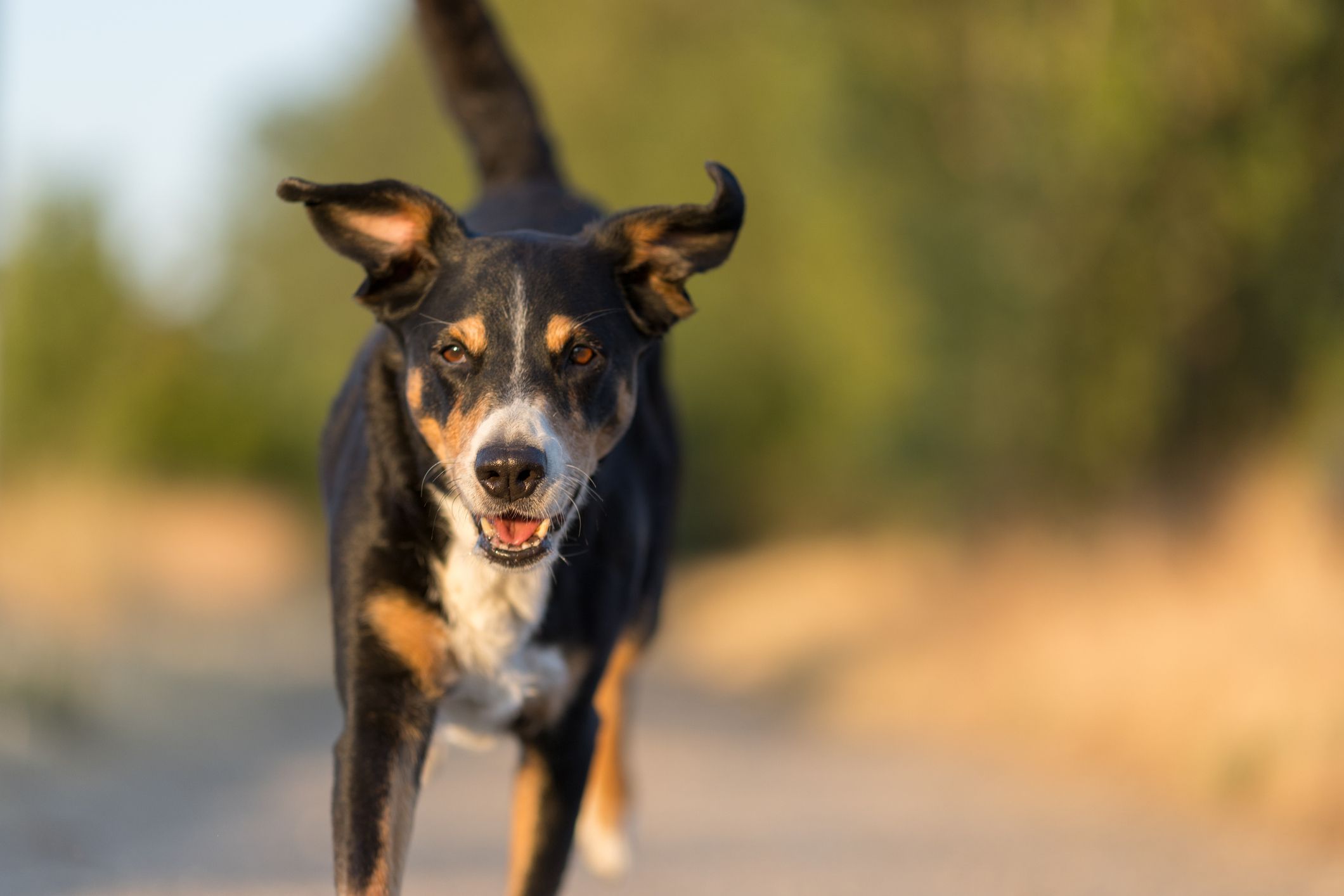 Der Appenzeller Sennenhund attackierte den Sportler im Innviertler und verletzte ihn. (Symbolbild)