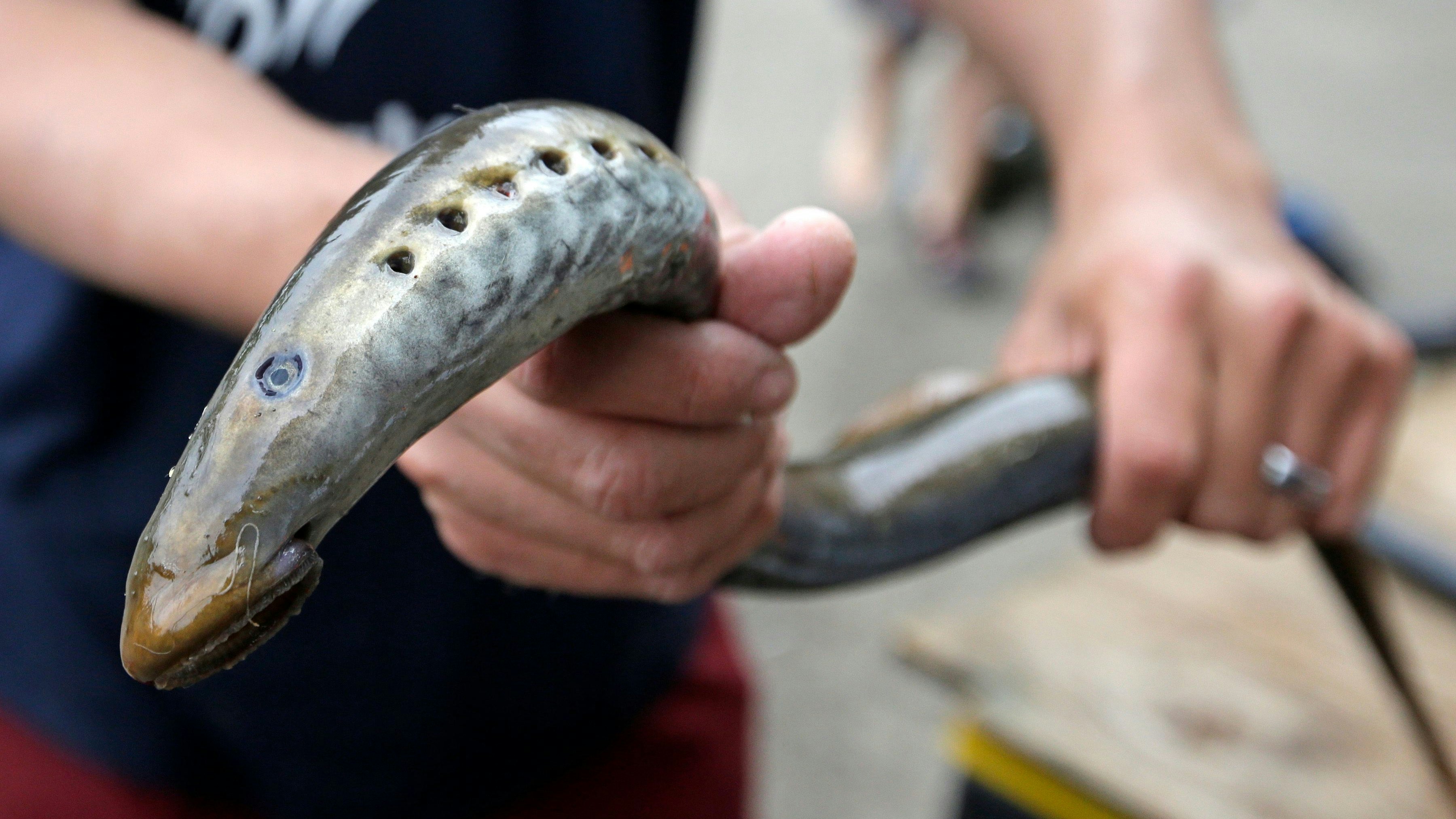 Heute.at - Autsch – kein Hai, keine Qualle, sondern ein Vampir?