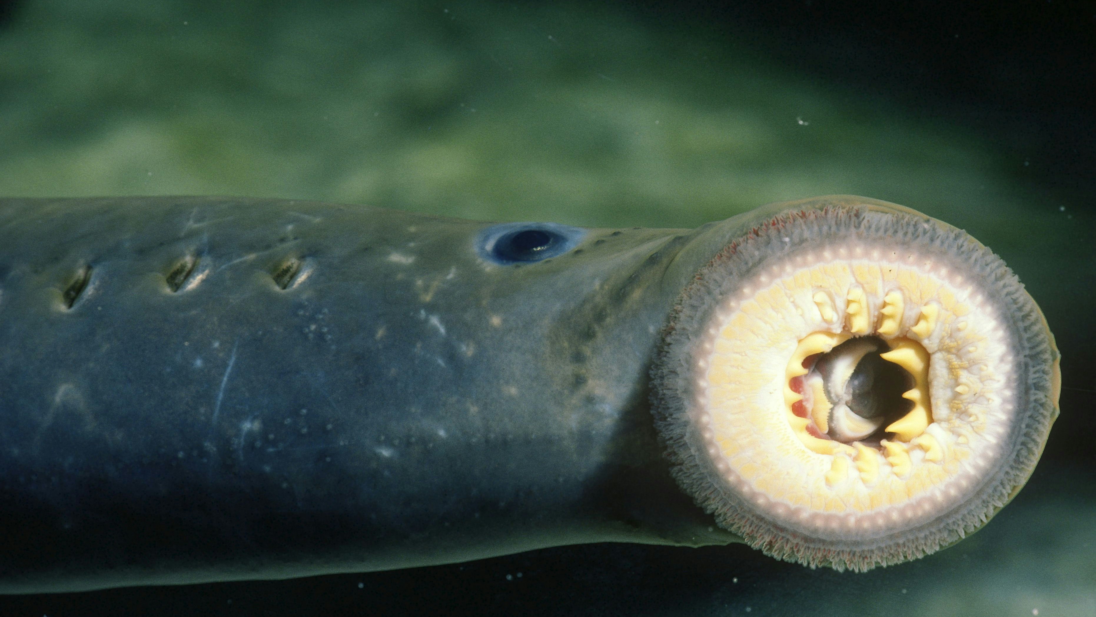 Das "Saugmaul" eines Neunauges. 