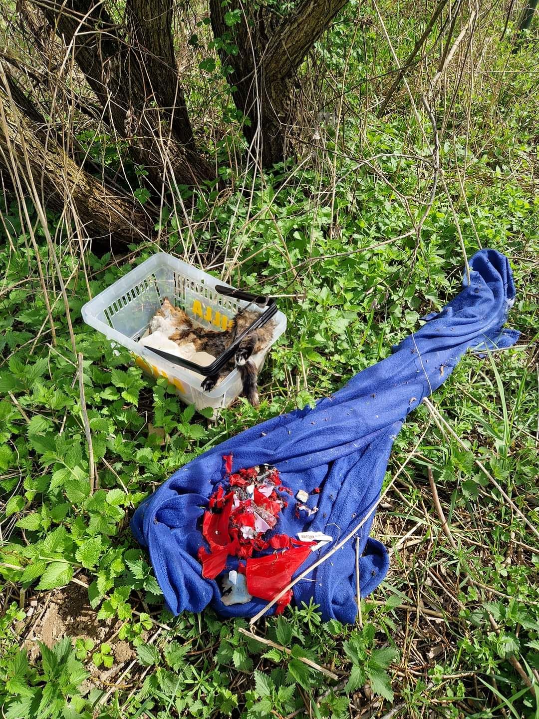 Die Katze wurde mit einem blauen Tuch abgedeckt.
