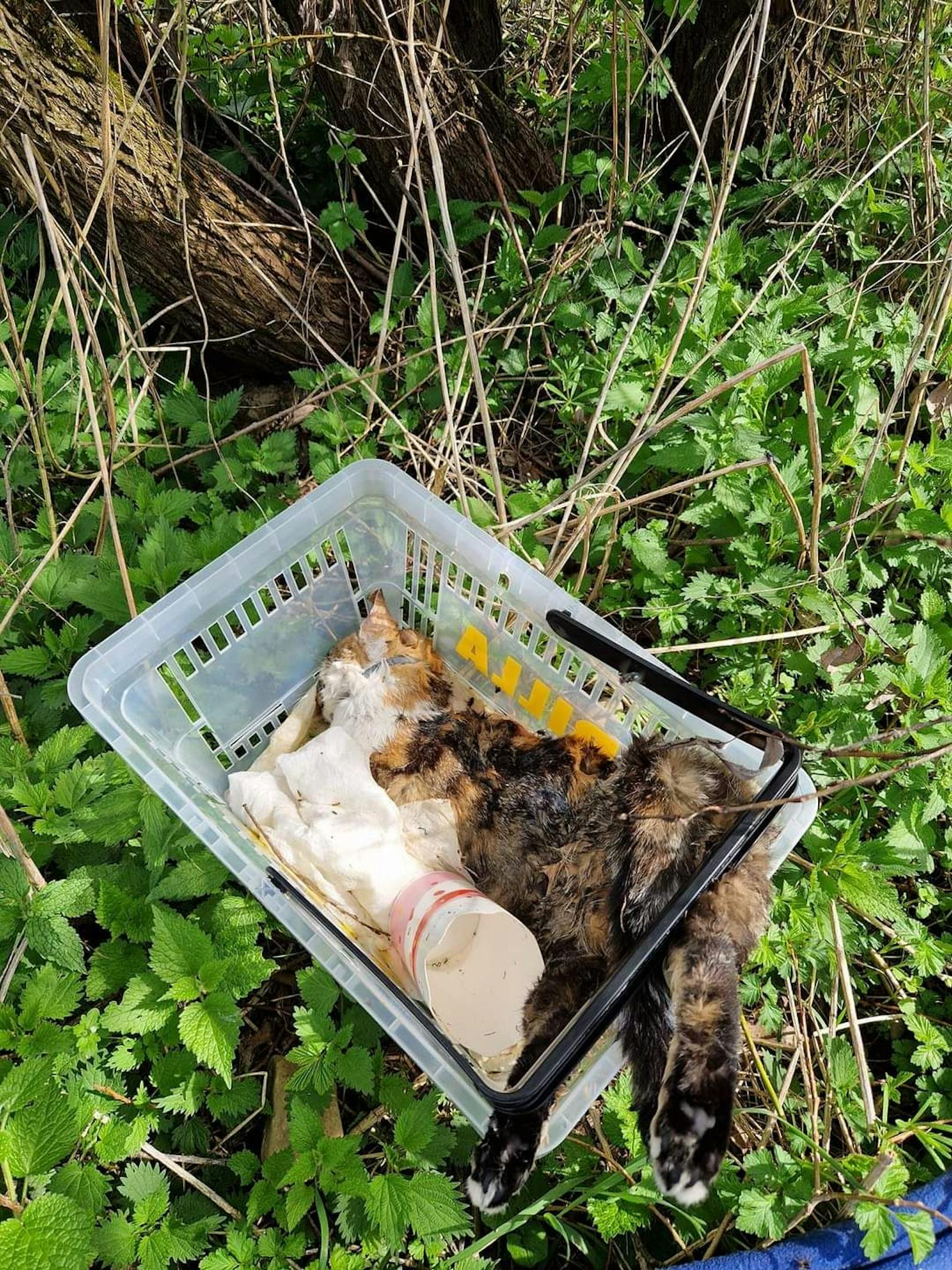 Bei der Heindlwehr bei Berging wurde die Katze abgelegt.