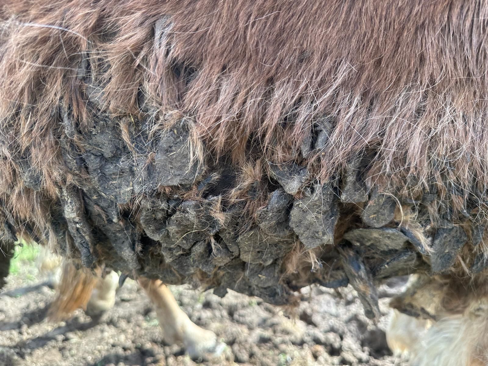 15 Pferde stehen verwahrlost auf einem Hof im Mühlviertel.