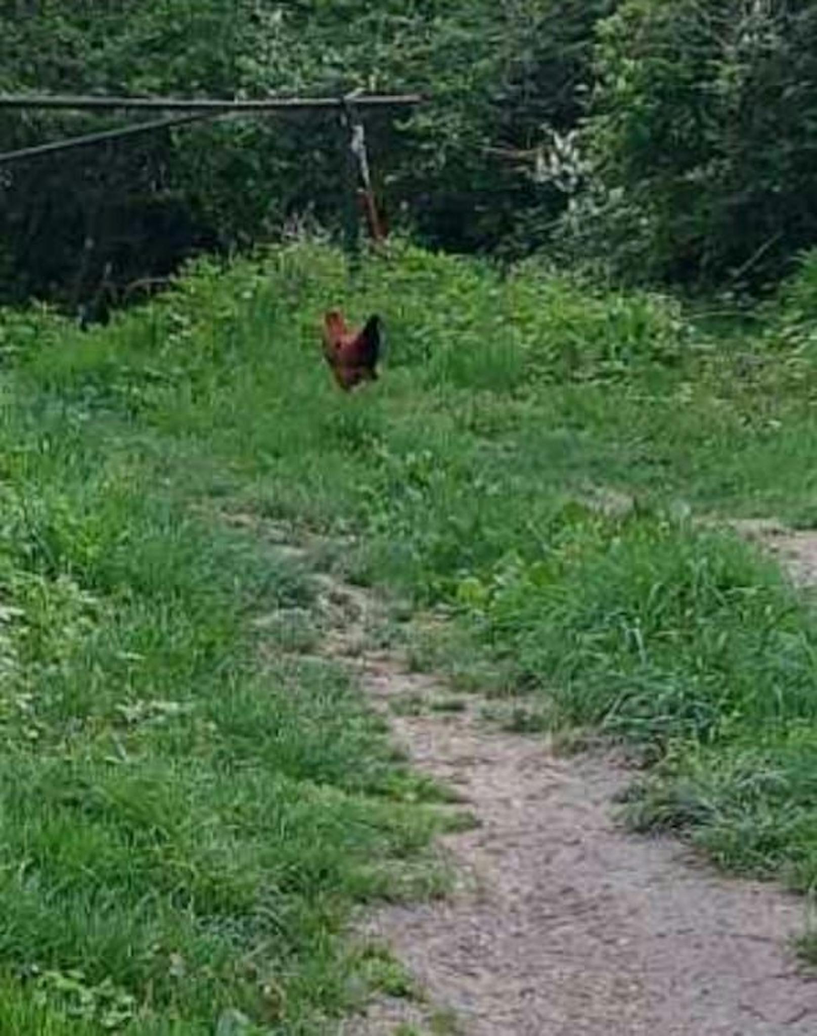 Ein paar Tiere könnten eingefangen werden.