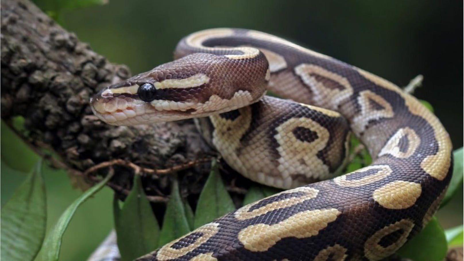 Forscher wollen uns jetzt Schlangenfleisch auftischen
