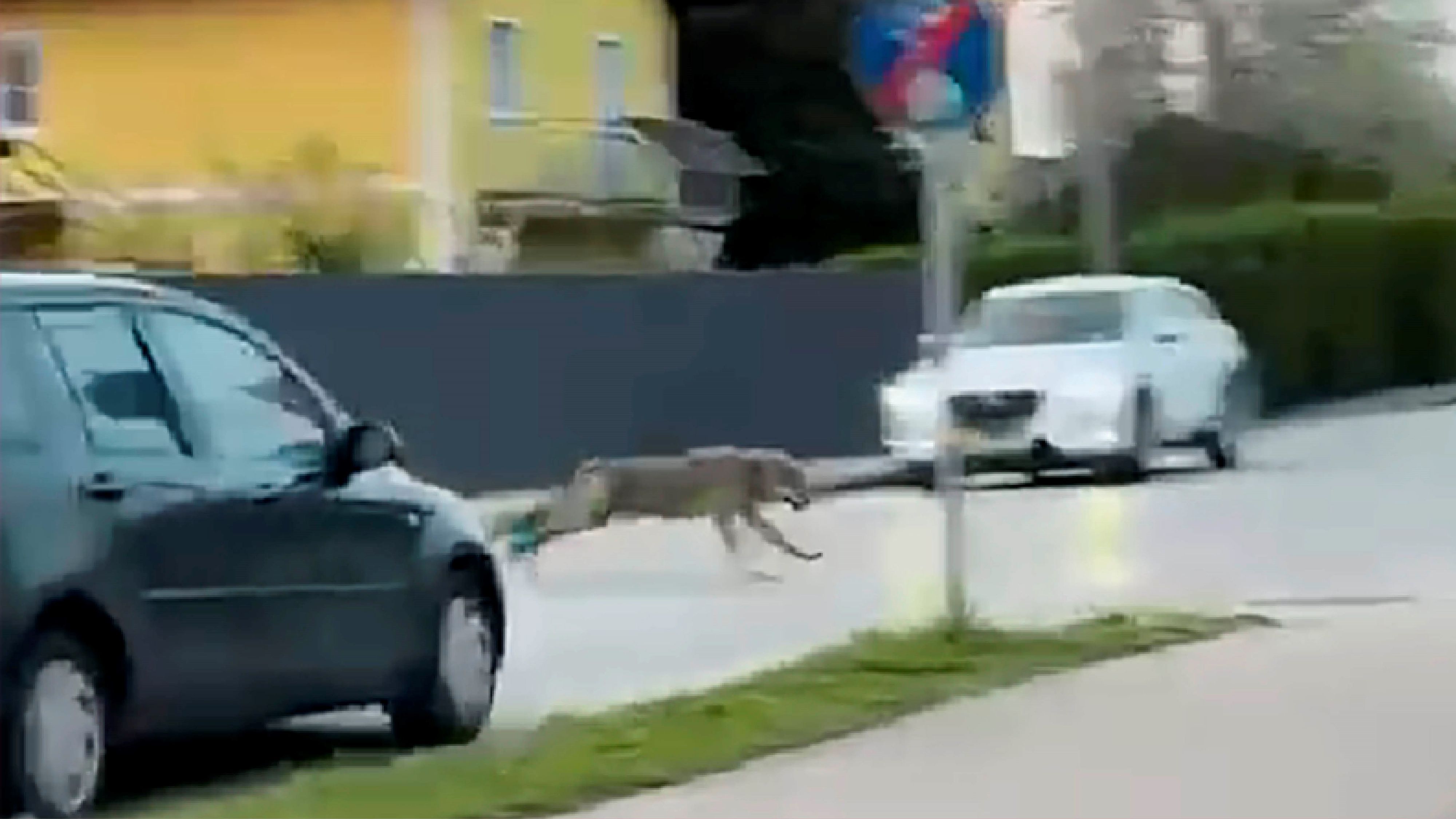 Das war knapp: Der Wolf hechtete im Mühlviertel über die Straße, kommt unbeschadet davon.