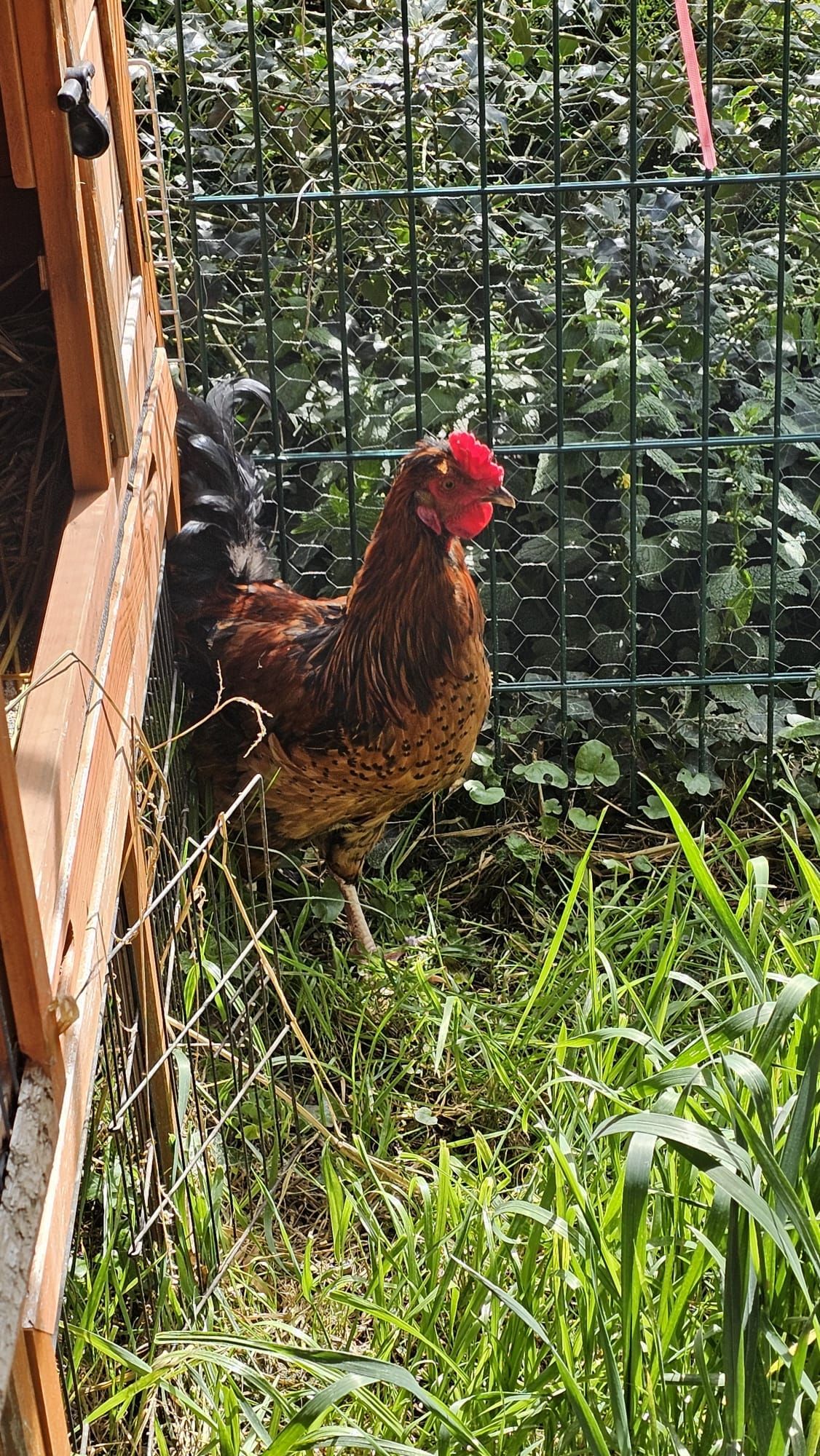 5 Hähne wurden in der Klosterneuburger Au ausgesetzt.