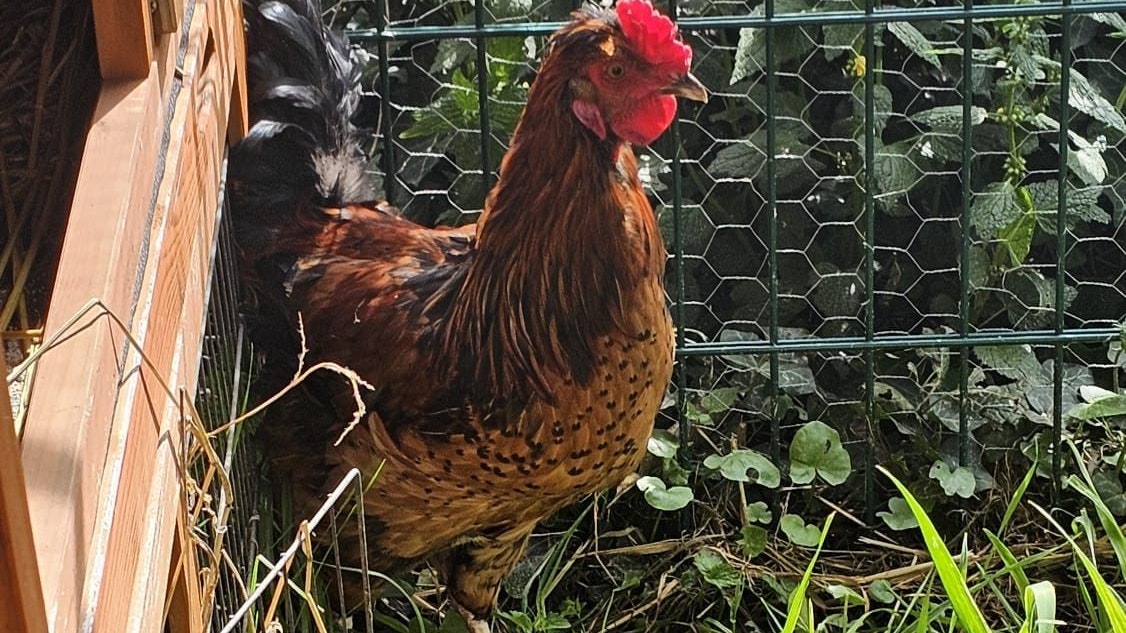 5 Hähne wurden in der Klosterneuburger Au ausgesetzt.