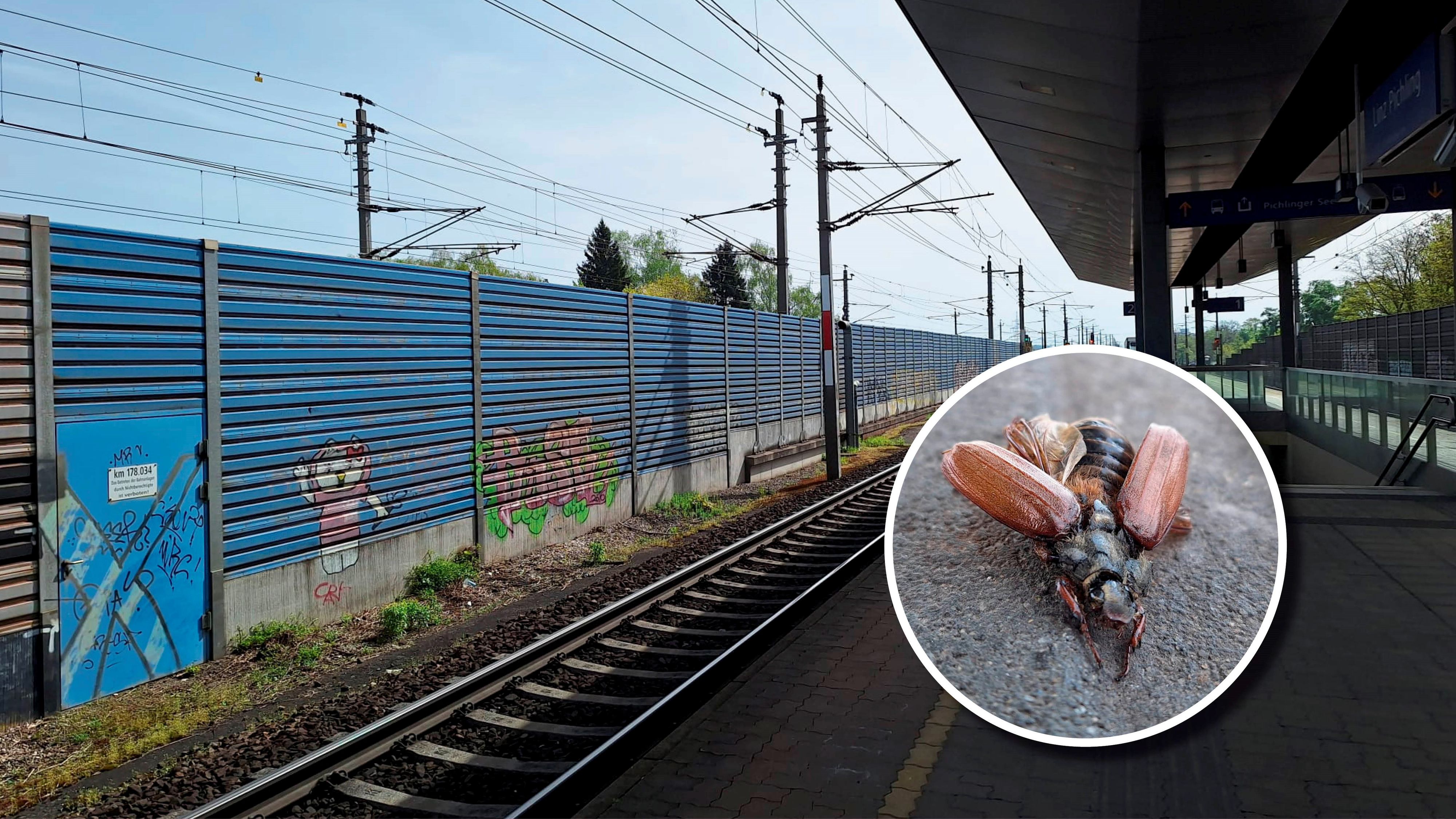 Ein rund drei bis vier Zentimeter großer Maikäfer lag neben anderen toten Tieren auf einem Bahnhof im Linzer Süden.