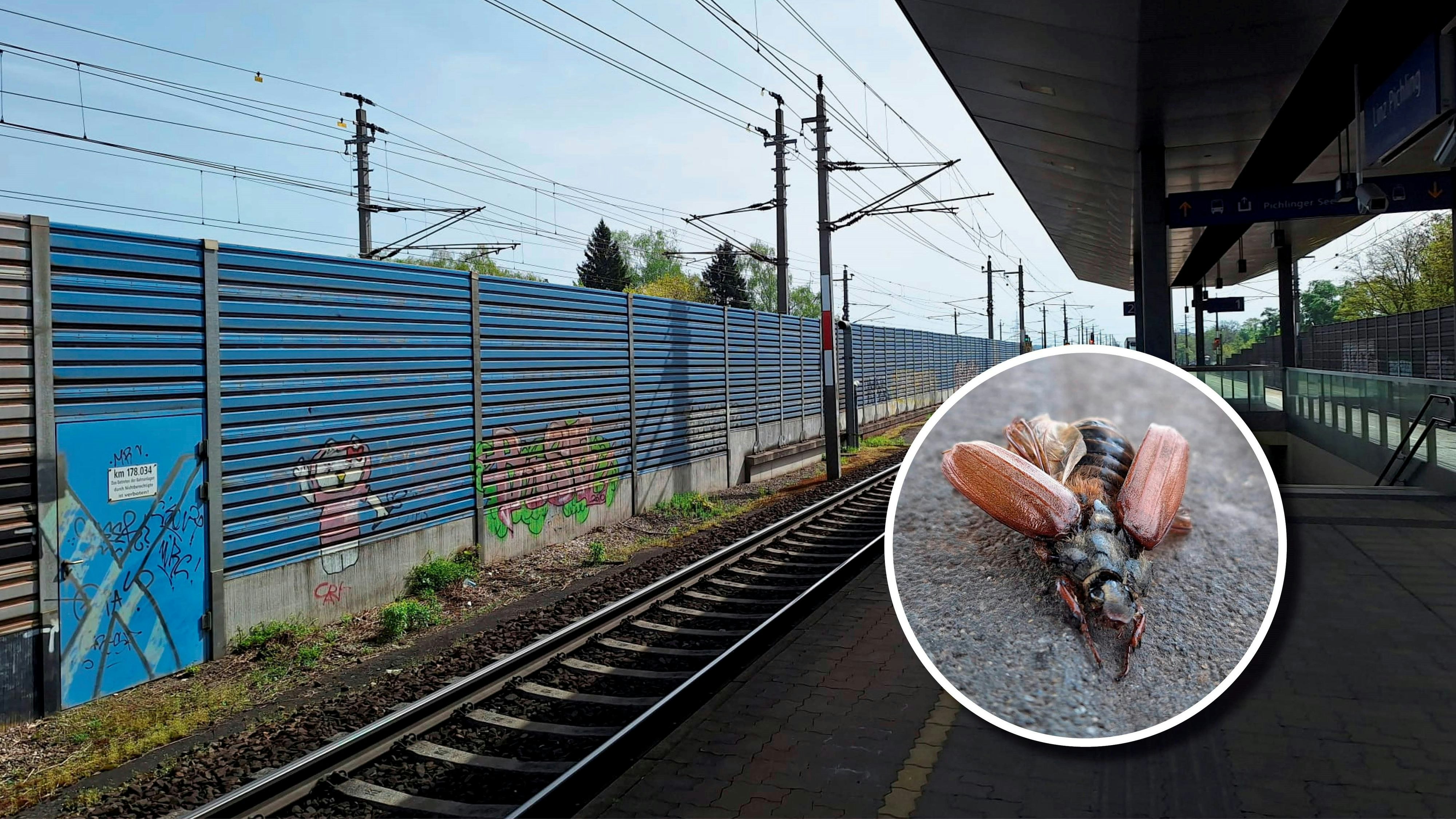 Ein rund vier Zentimeter großer Maikäfer lag neben anderen toten Tieren auf einem Bahnhof im Linzer Süden.