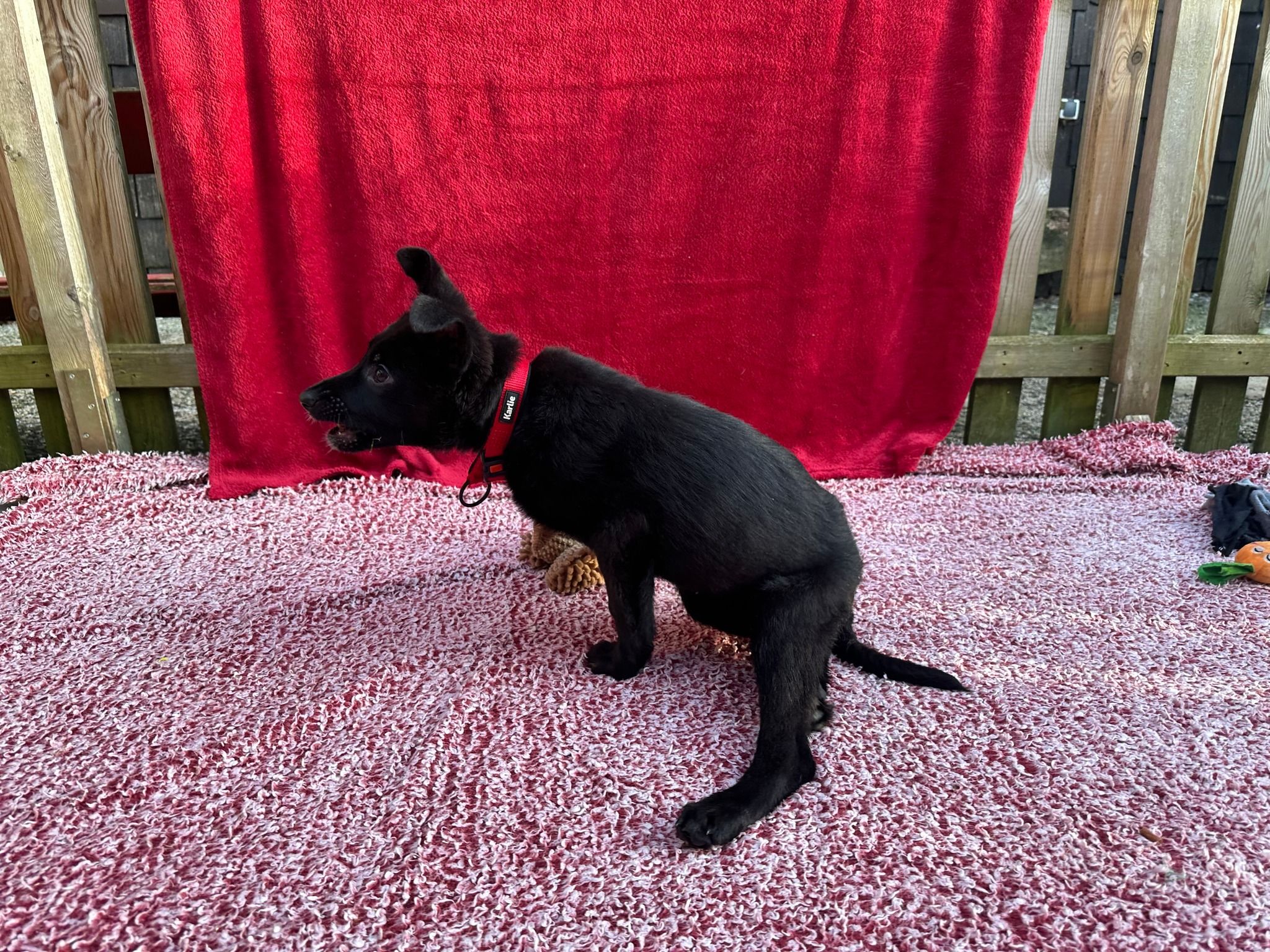 Die Pfotenhilfe kümmerte sich um die junge Hündin 