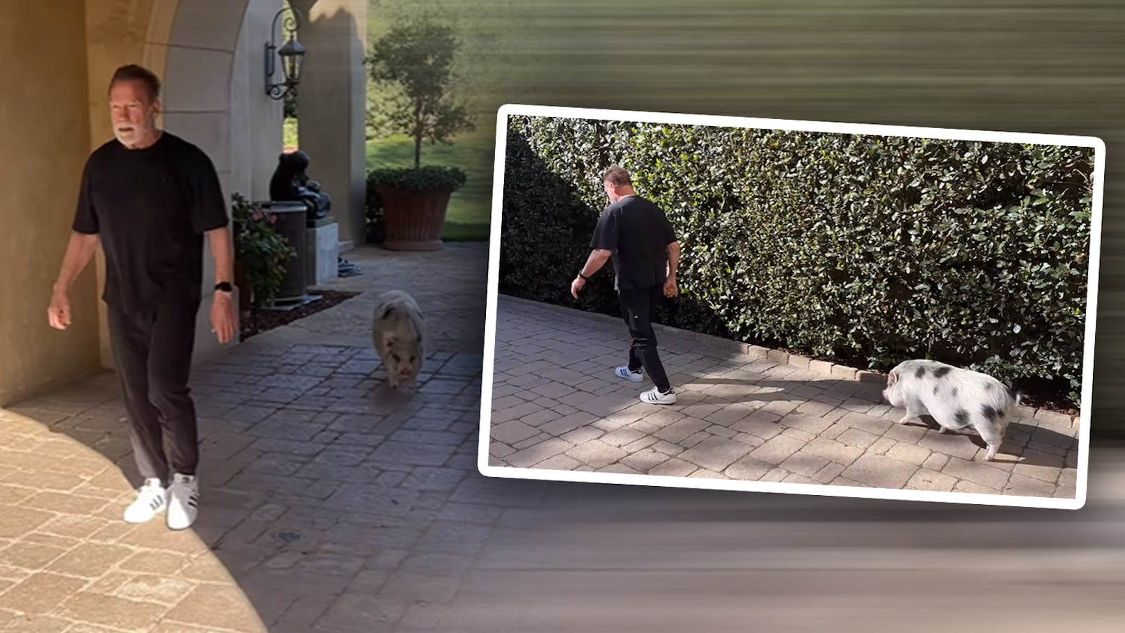 Nach Herz-OP: Arnie sportelt mit seinem Hausschwein