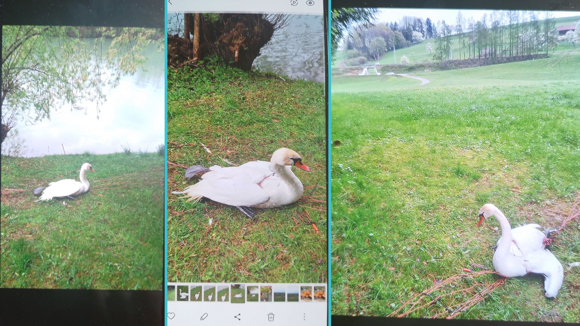 Tierschutz Austria erstattet gegen Jäger im oberösterreichischen Garsten Anzeige.
