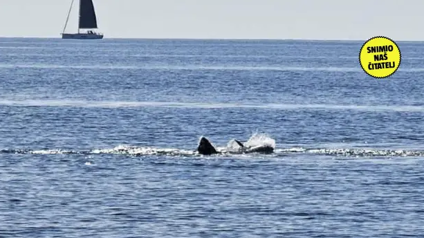Haisichtung in Kroatien lässt Experten verzweifeln