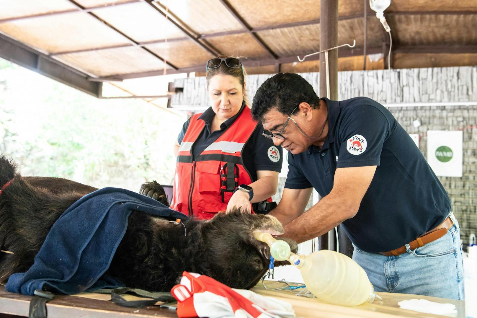 Es wurde eine umfassende tierärztliche Untersuchung durchgeführt, die Verletzungen behandelt, die Nasenringe entfernt und beide Bären geimpft.