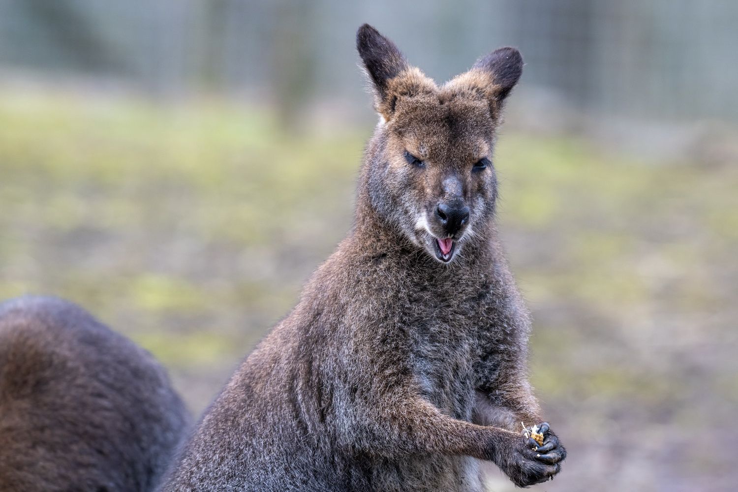 Skippy, das Haager Bennetkänguru 