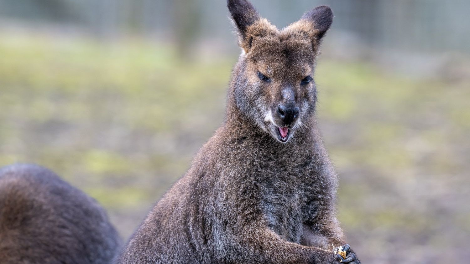 Heute.at - Skippy – Känguru nach australischer TV-Serie benannt