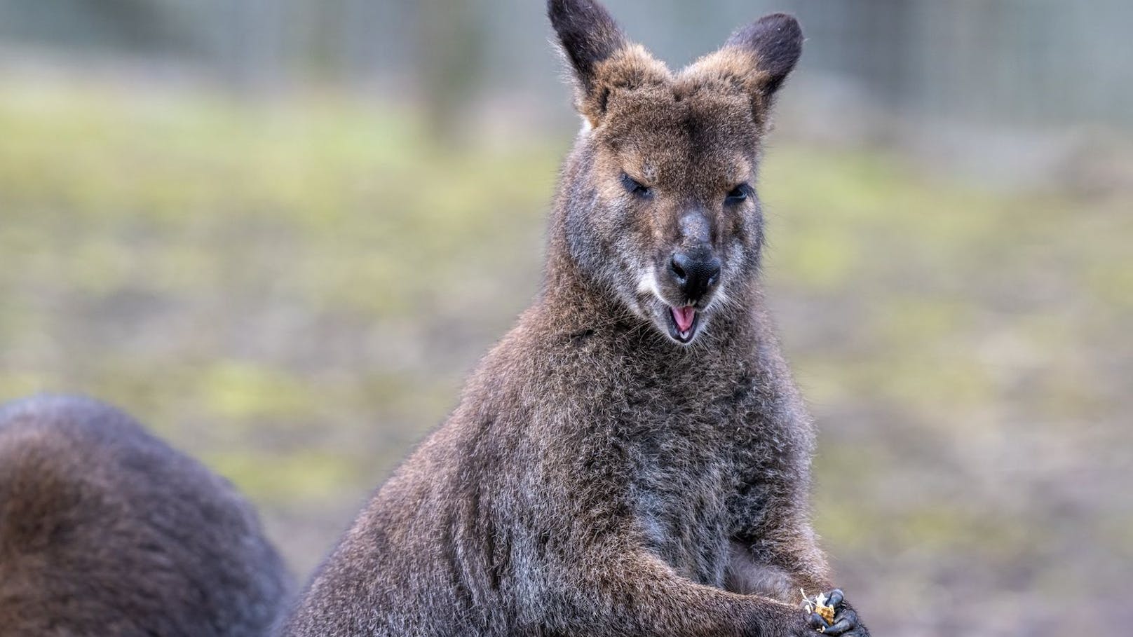 "Skippy" – Känguru nach australischer TV-Serie benannt