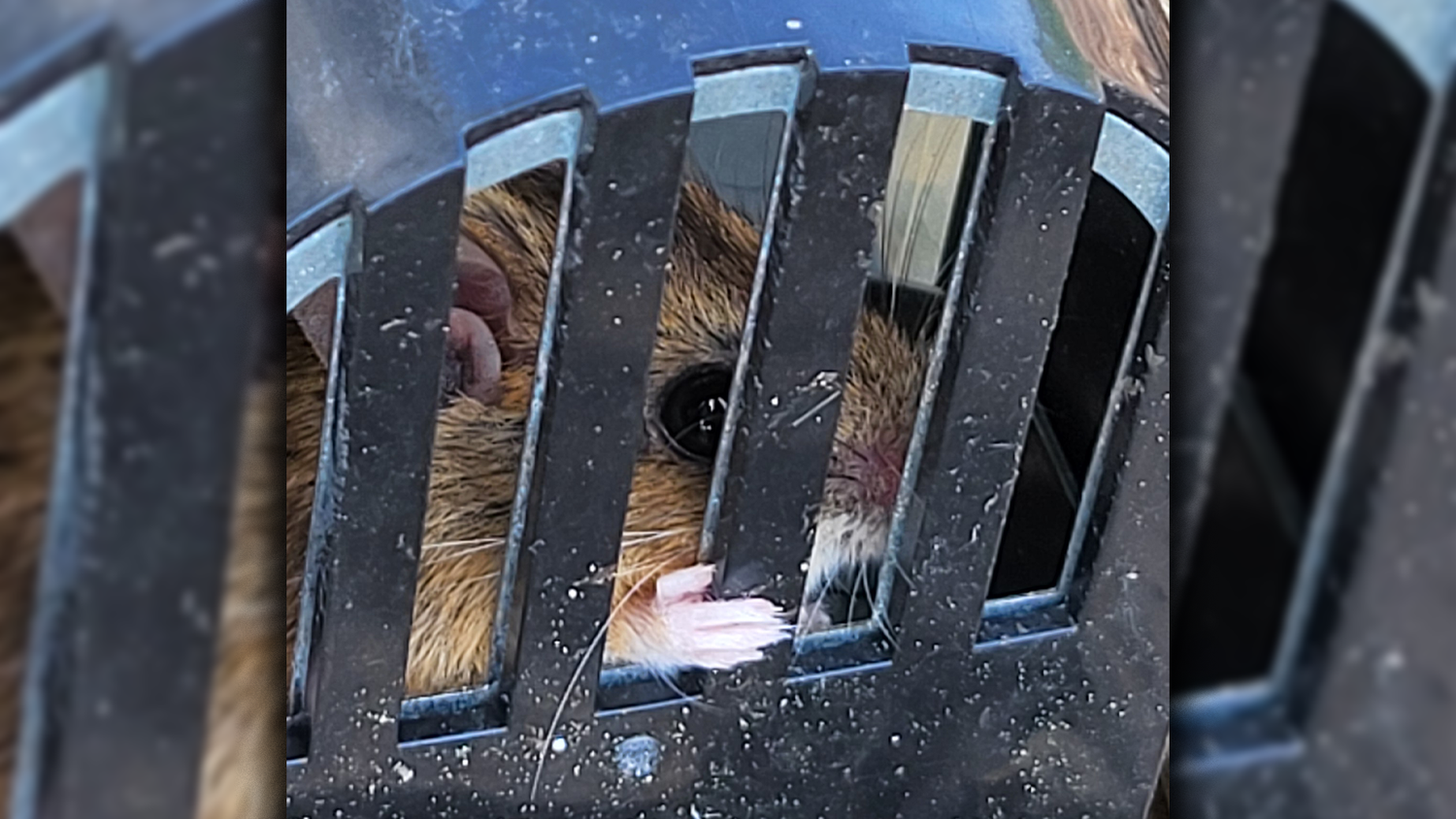 Diese Maus weiß nicht, was gerade vor sich geht. Eine Wienerin fing sie lebend, um sie im Anschluss freizulassen.