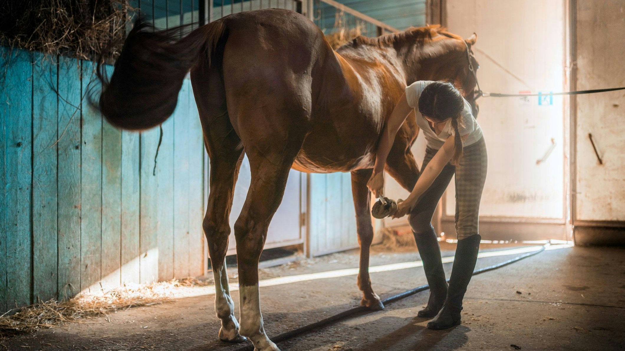 Symbolfoto einer Pferdepflegerin